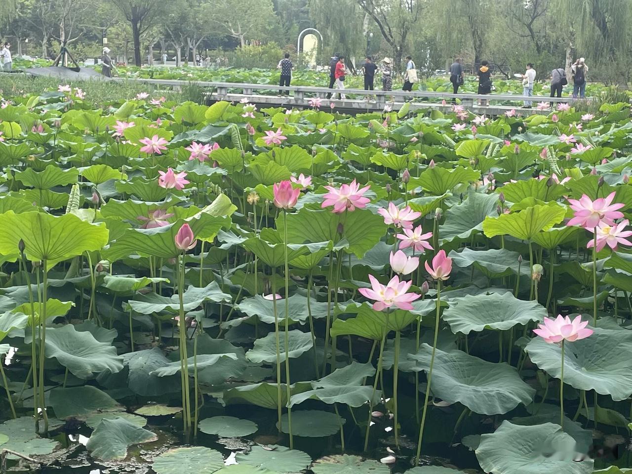 【忆王孙•心闲梦浅】
心闲梦浅落花轻，
夜静云疏却月明。
几许微风把叶惊。
数流