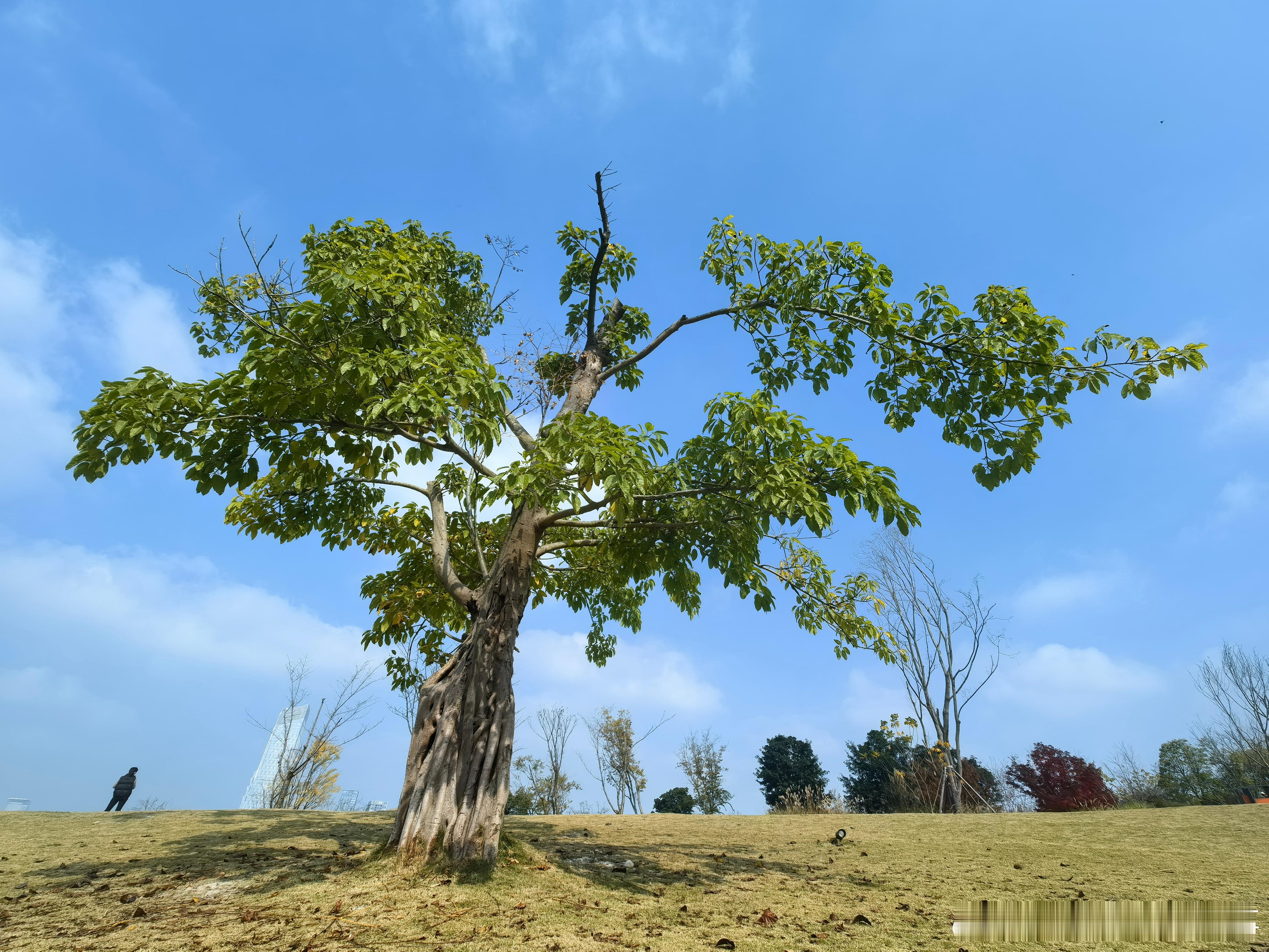 今天已经是大雪，不觉会突然想起轮台，想起几年时间没有再去新疆，甚至没有来得及告别