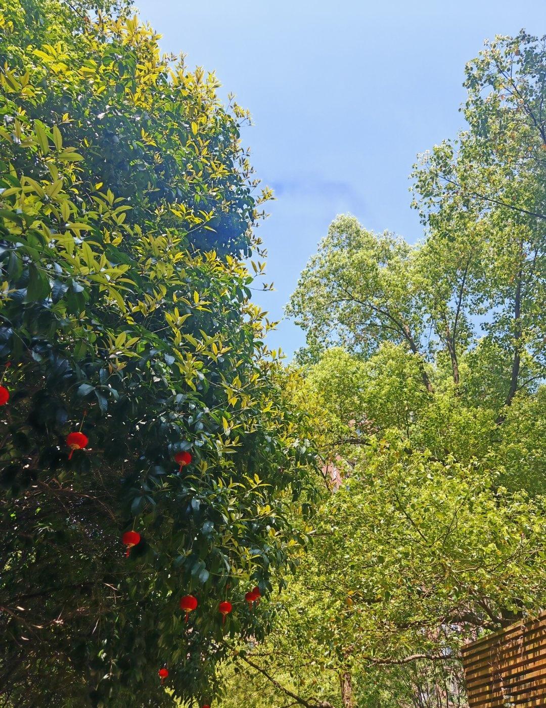 不好，今天长沙艳阳高照像是入夏了 ​​​