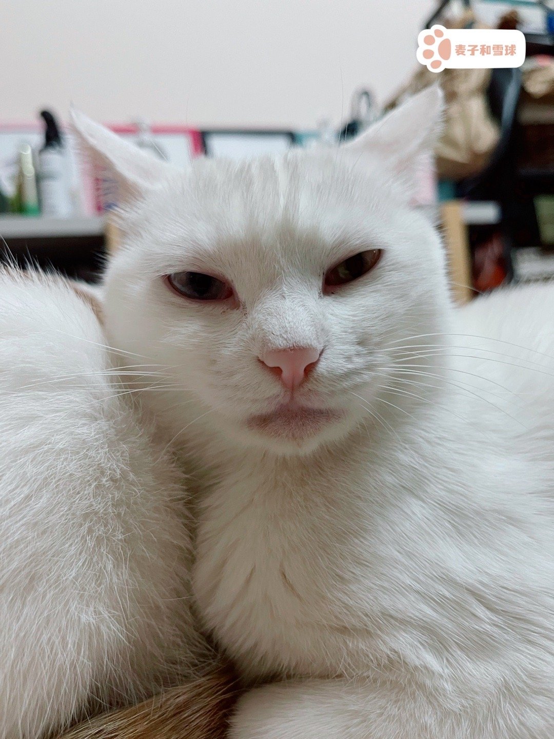 他们是我最先收养的“两小只”。是真的小，也真的是两只。 