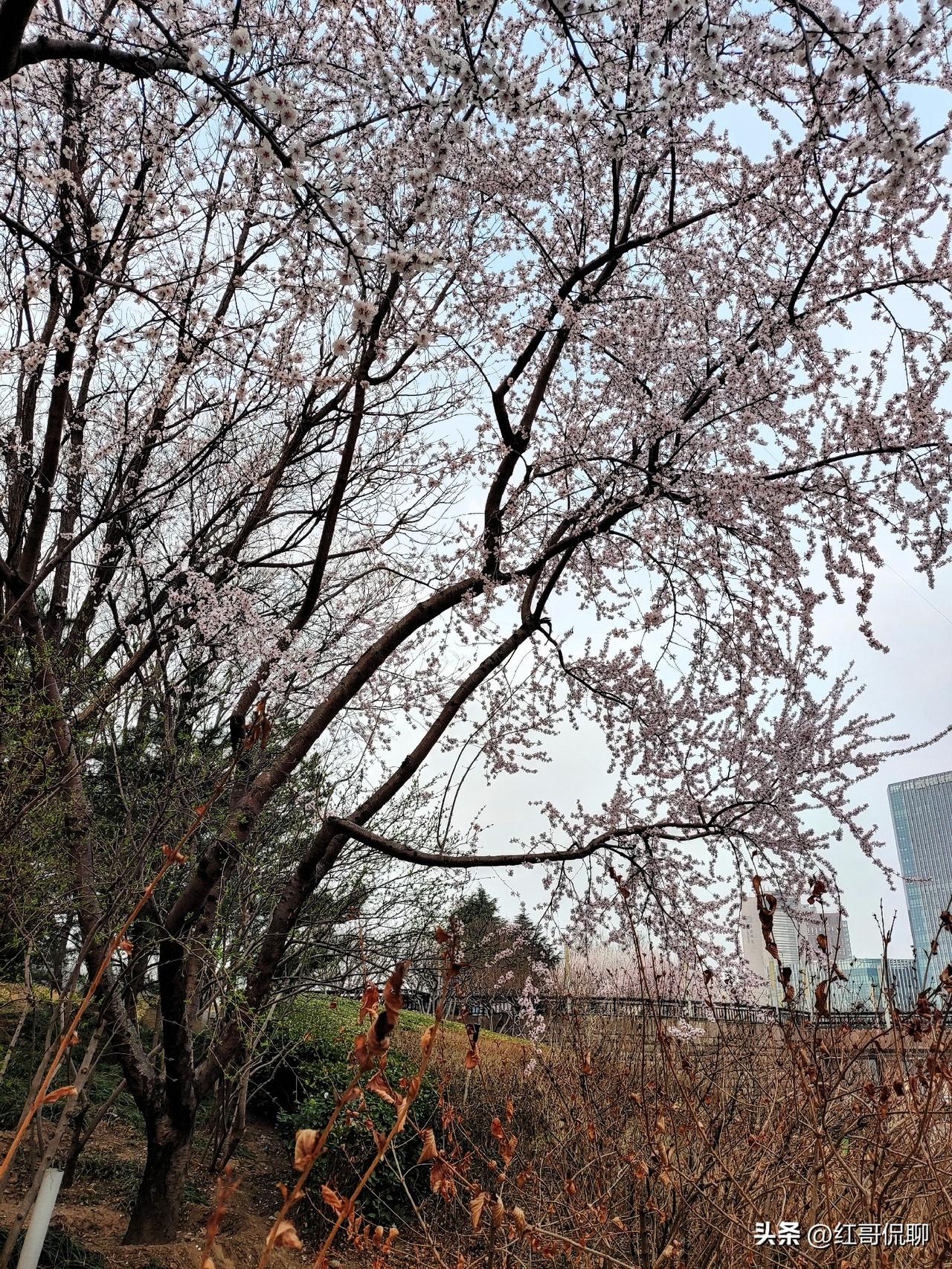 正是山桃花盛时，处处桃花映春晖！