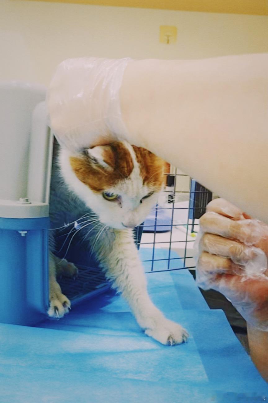 带大哥来医院了这只流浪猫跟我了四年多了，今天终于知道他的年纪了，大概在8-10岁