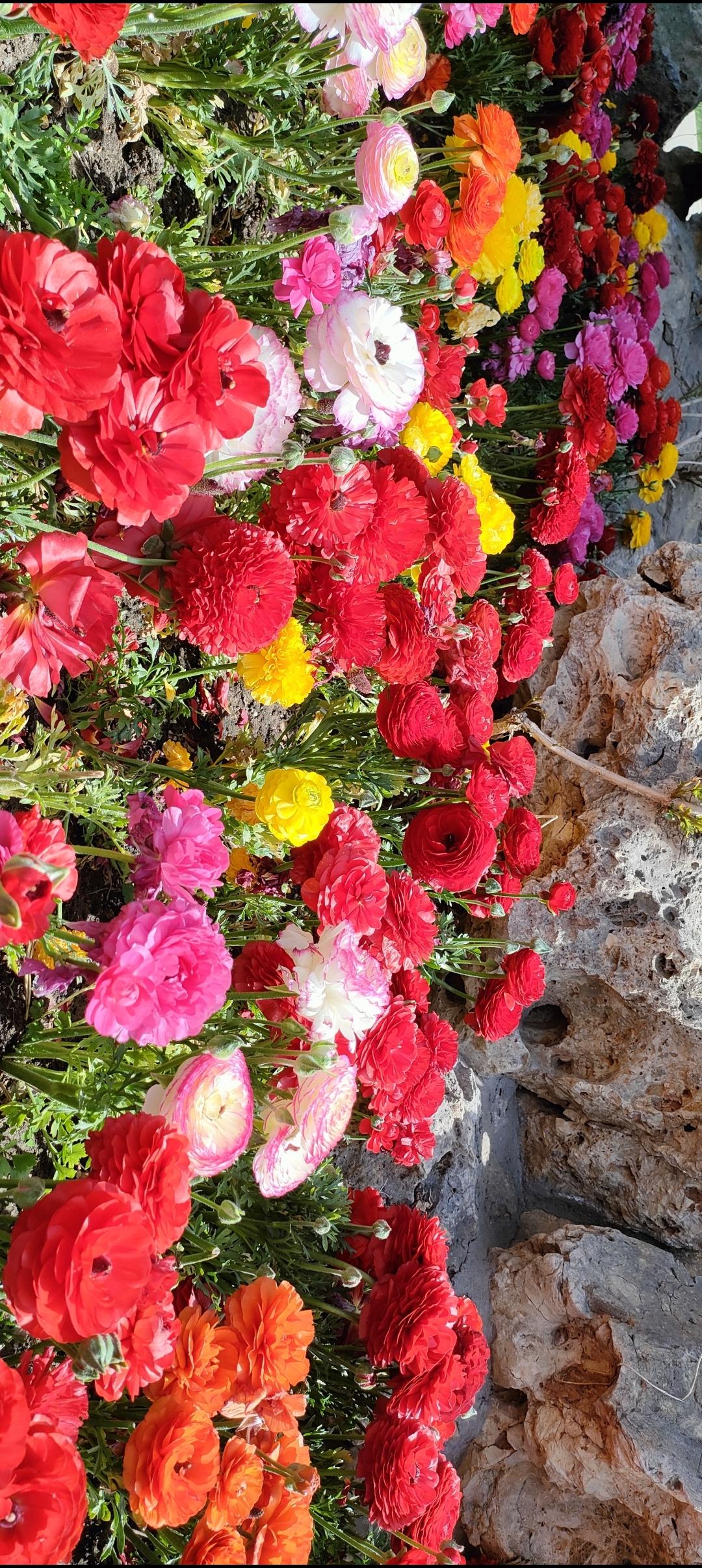 绚烂花海，色彩斑斓，美不胜收！🌸🌺🌷