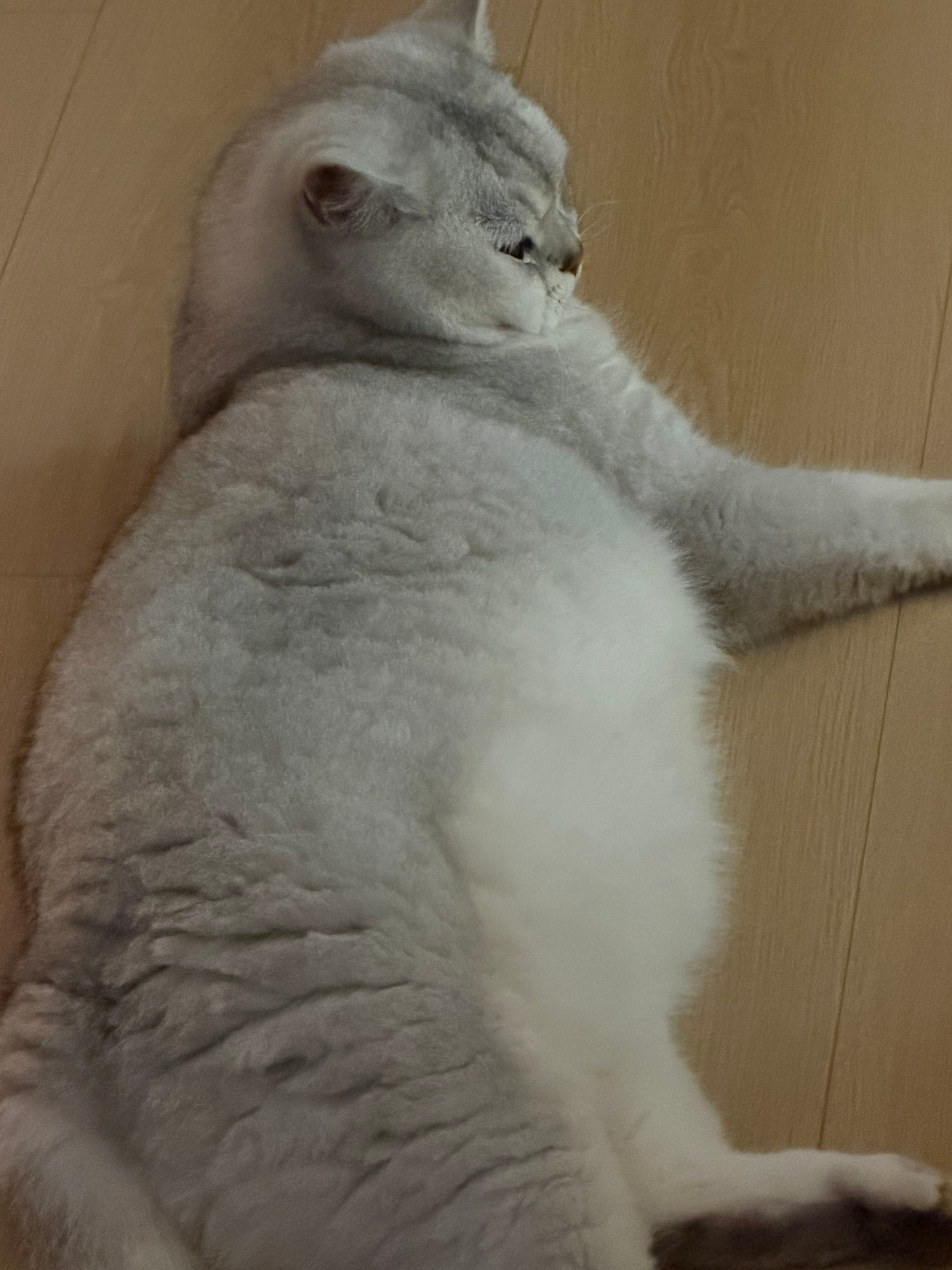 别学这只咪，吃完宵夜就躺下