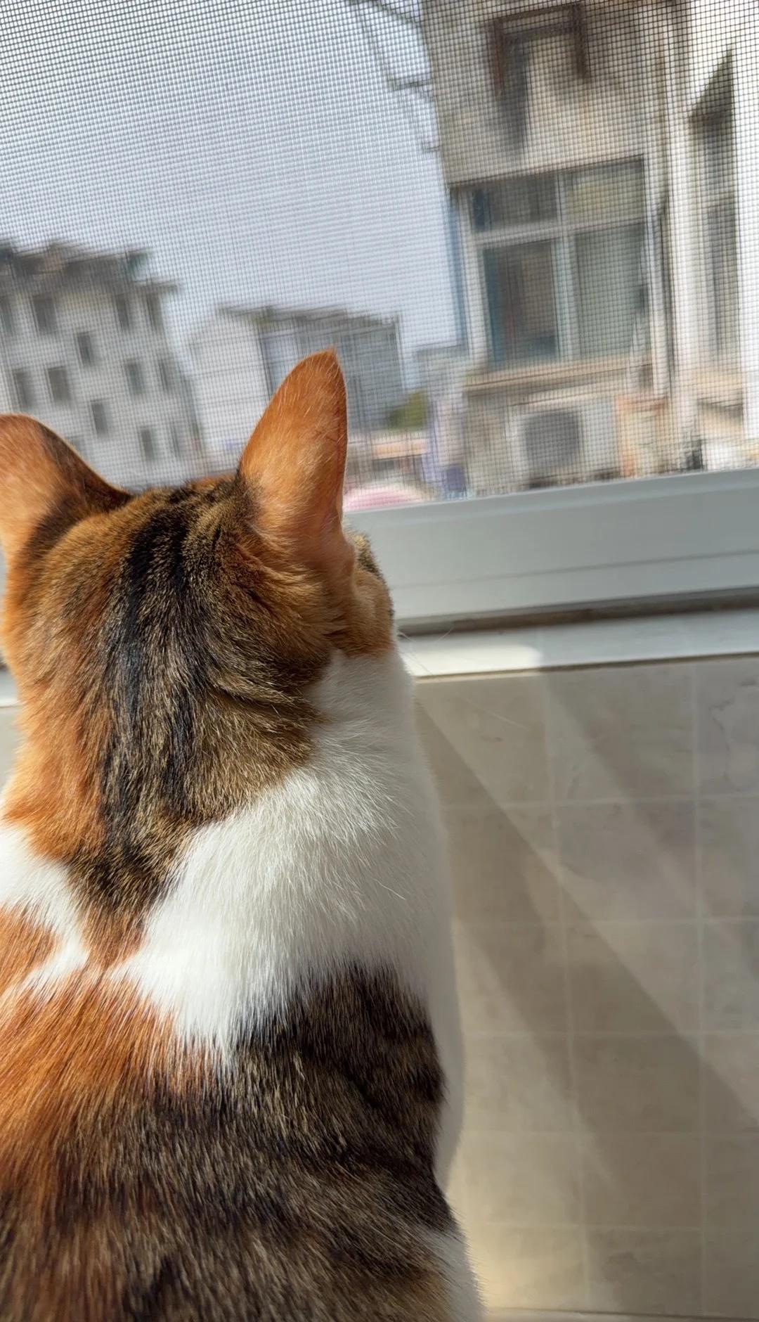 你的好友已上线
买了喂食器和粮食，但麻雀都不来吃
咪苦苦守候两小时，眼里全都是失