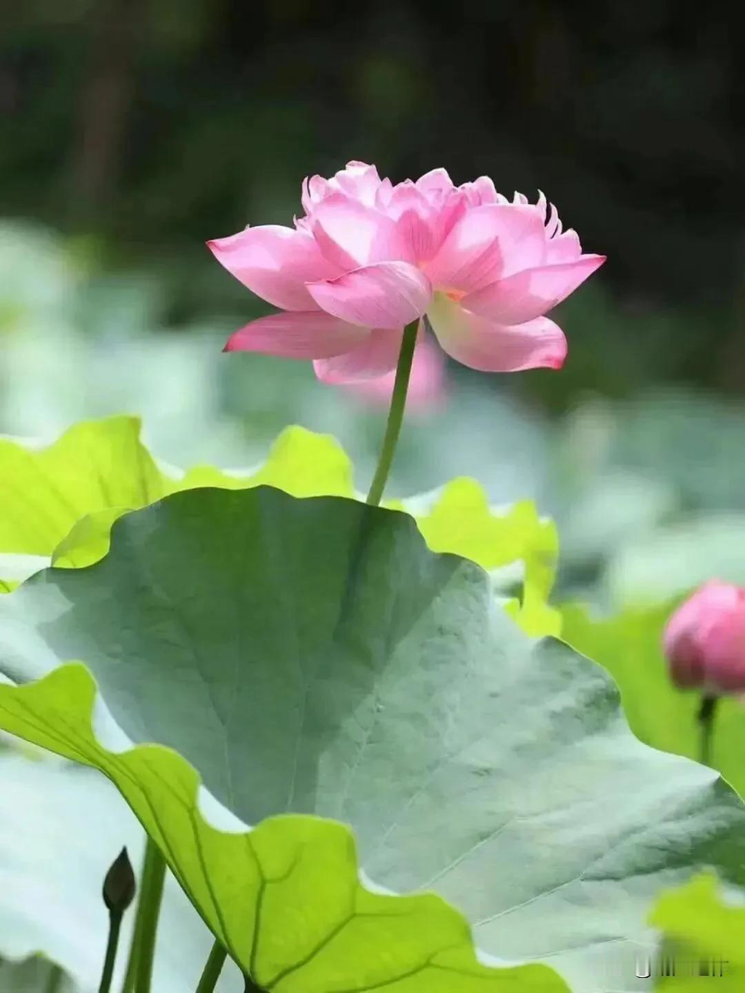 荷霜 作秀雪中俏，
傲骨冰姿胜二乔。
若问百花谁并蒂，
遥知丹藕是双娇。