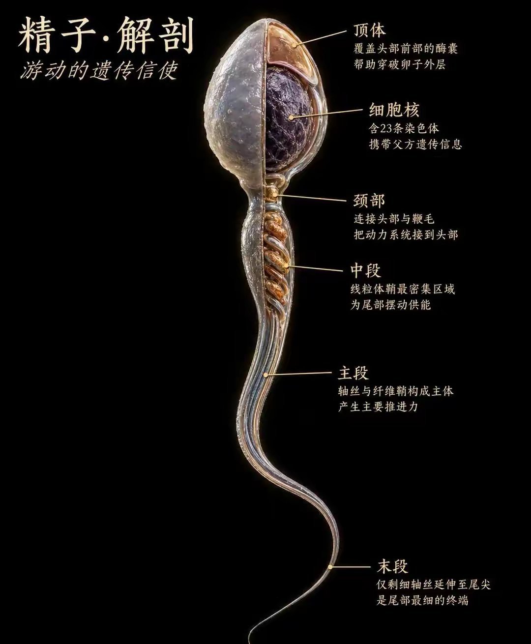 精子结构 ​​​