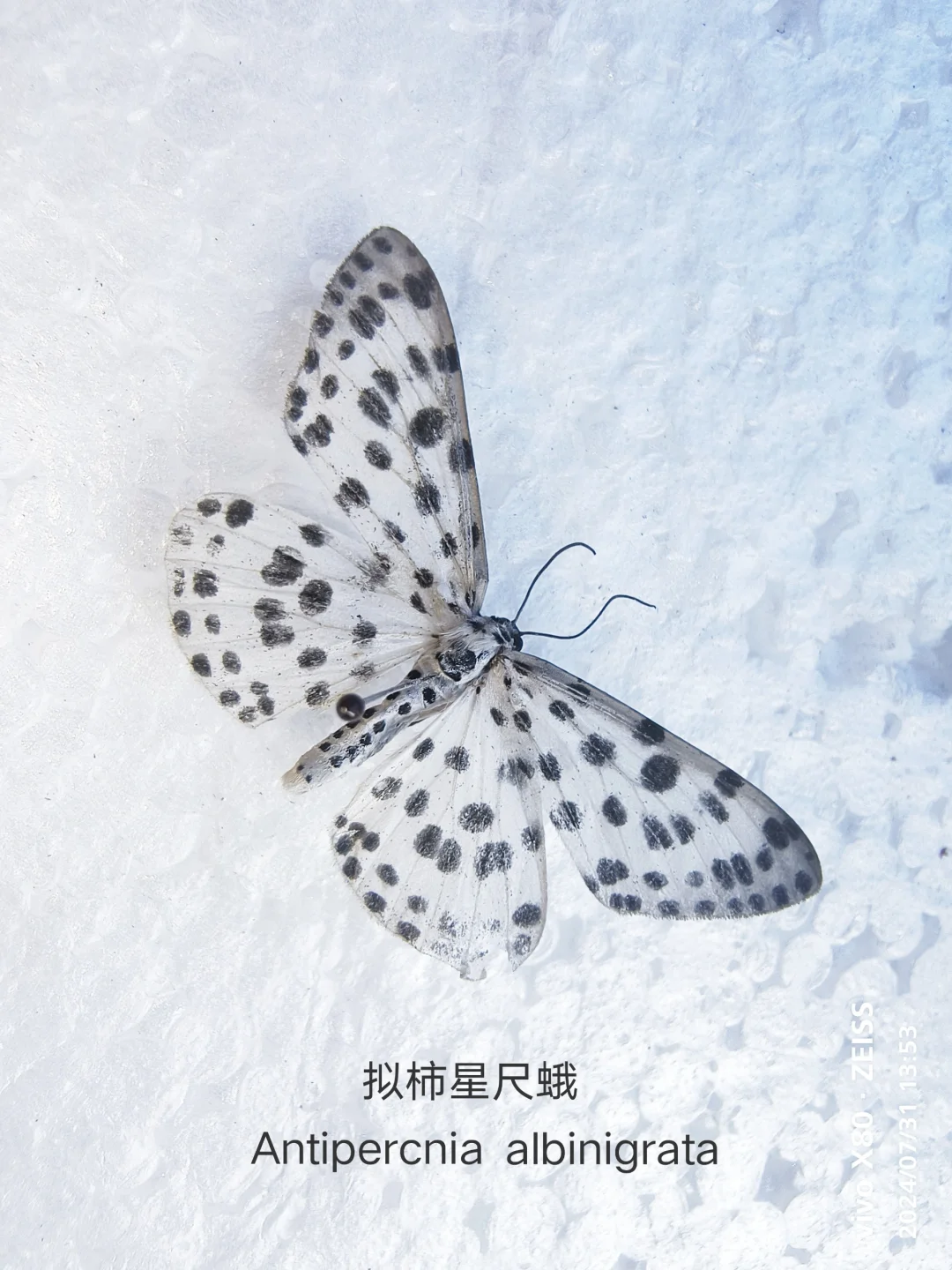 拟柿星尺蛾 Antipercnia albinigrata