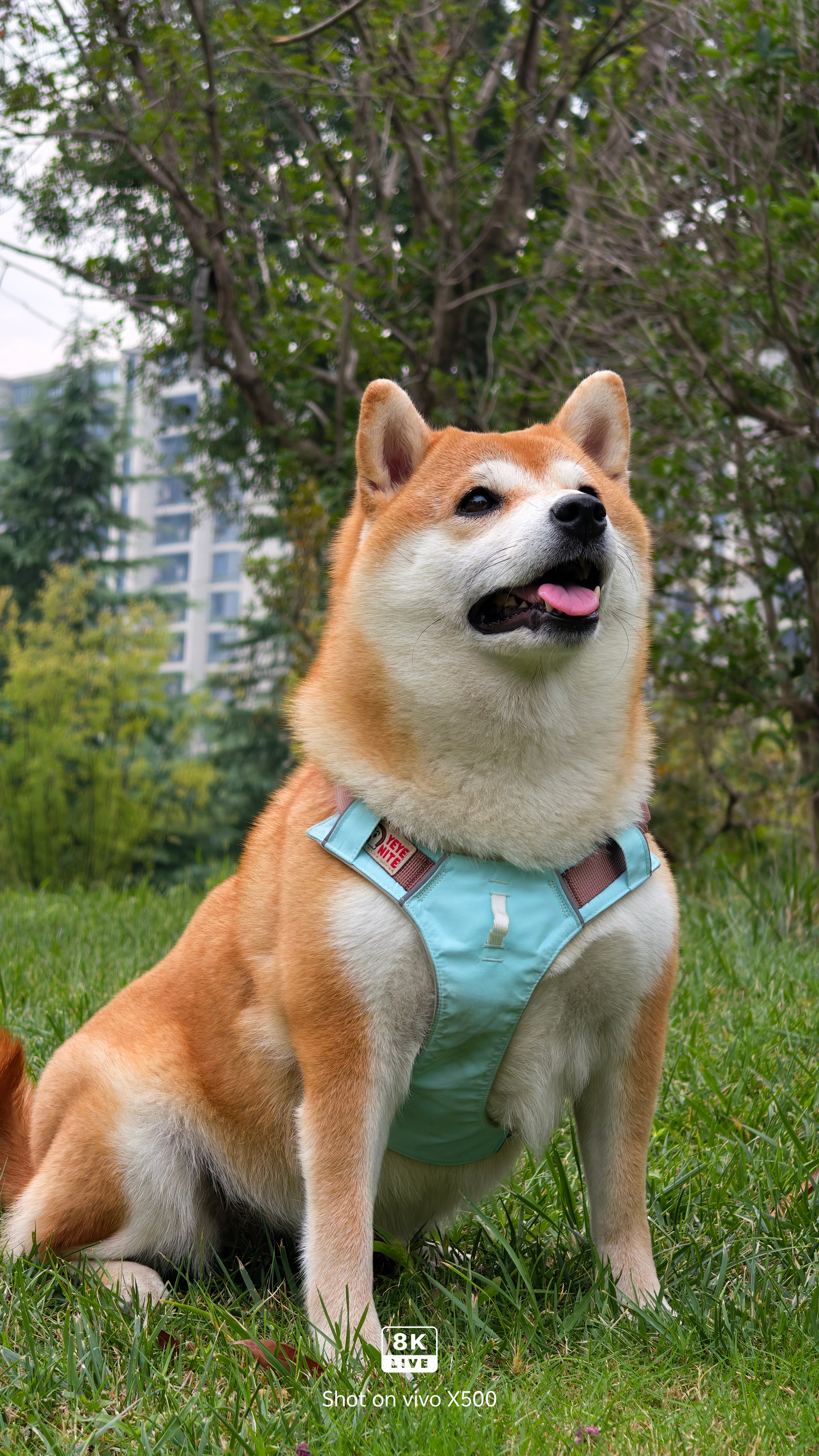 这次vivo X500系列的8K原生Live真的太清晰了小柴犬蓬松根根分明的毛发