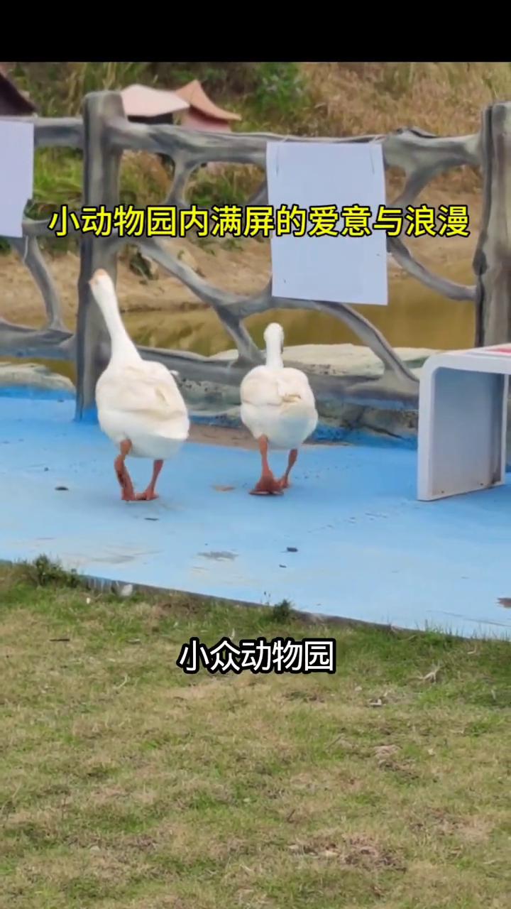小动物园内满屏的爱意与浪漫。
这里是北流的一座小众动物园。两个白鹅排排走，还发出
