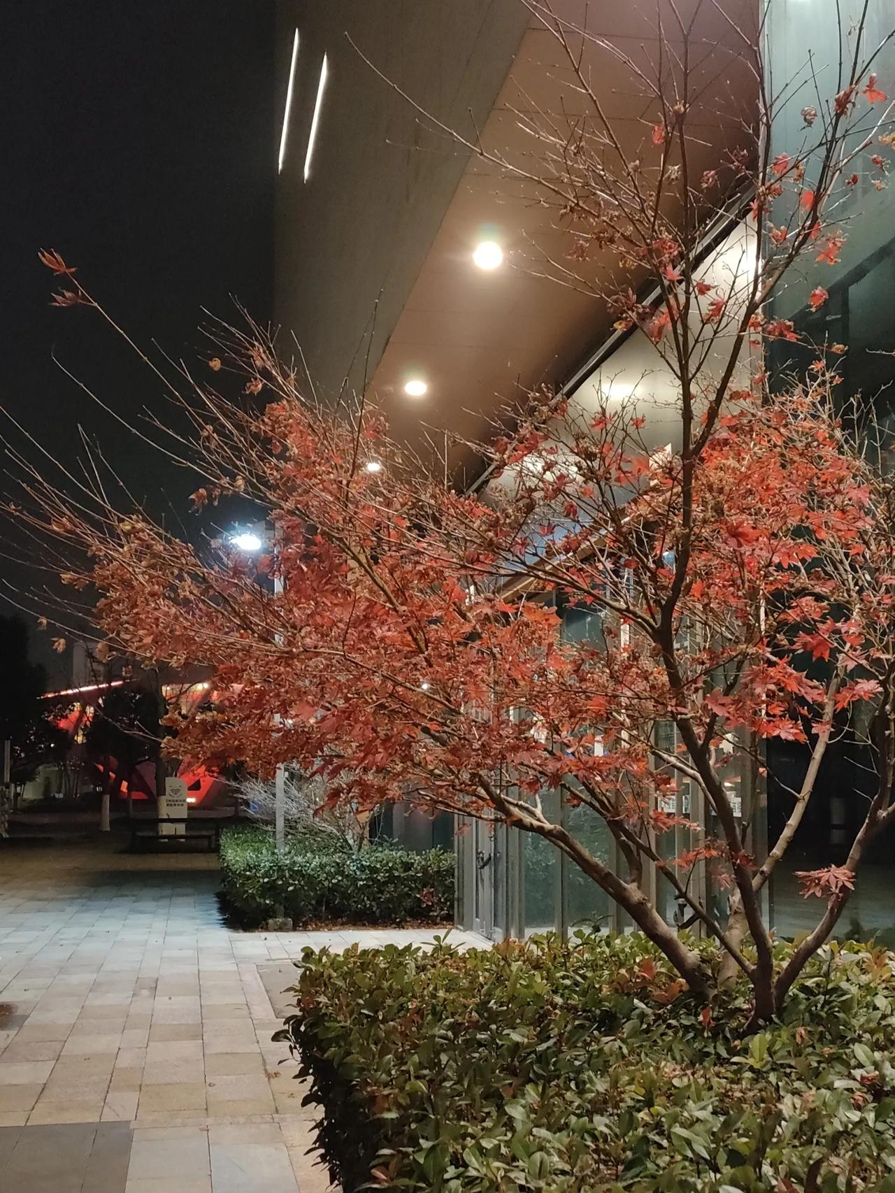 冬天夜晚灯光下的树。看着也像是秋夜。