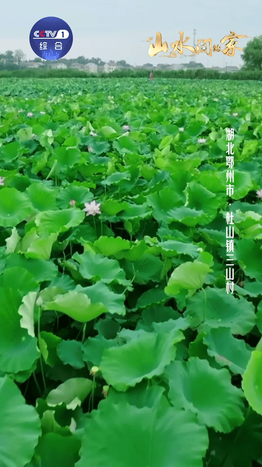这些风景会让人嘴角流泪有一种美叫丰收中国 后院的南瓜藤爬满了墙，最大的那个得两人