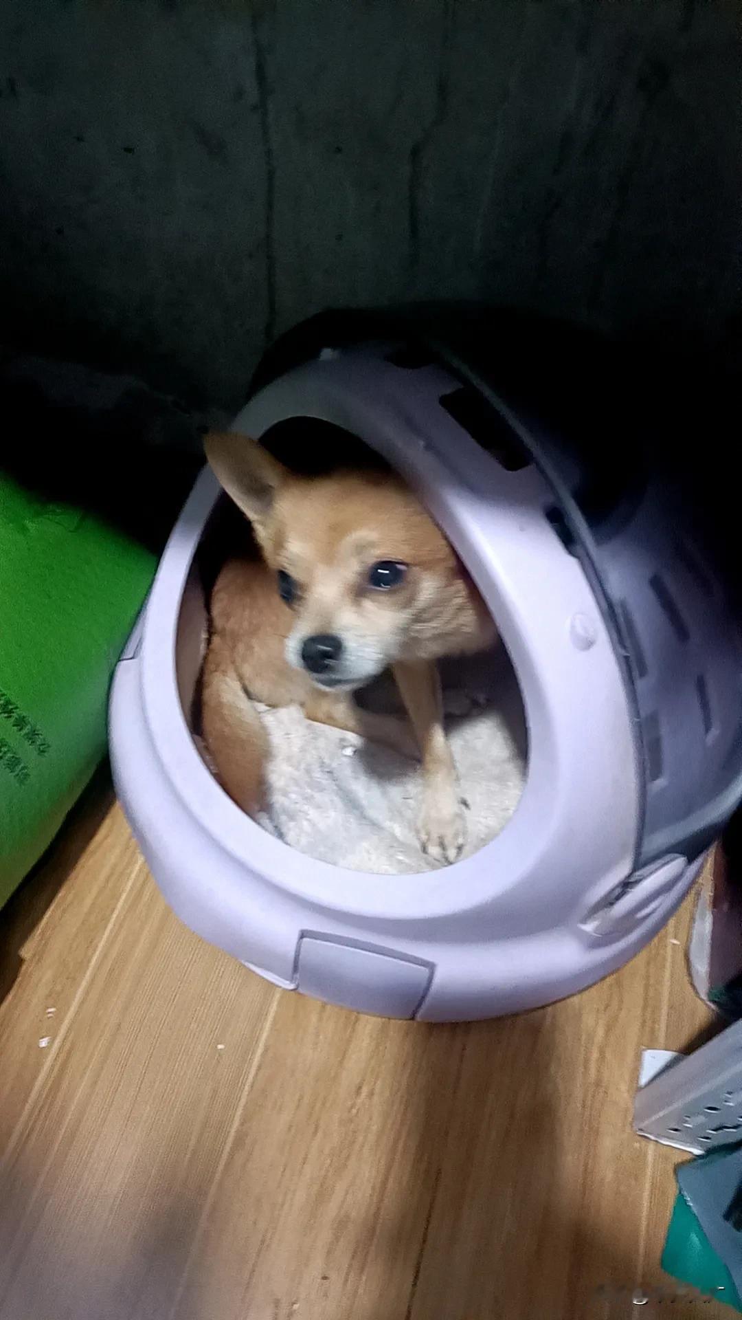 小狗🐕之家
共享温馨家园
