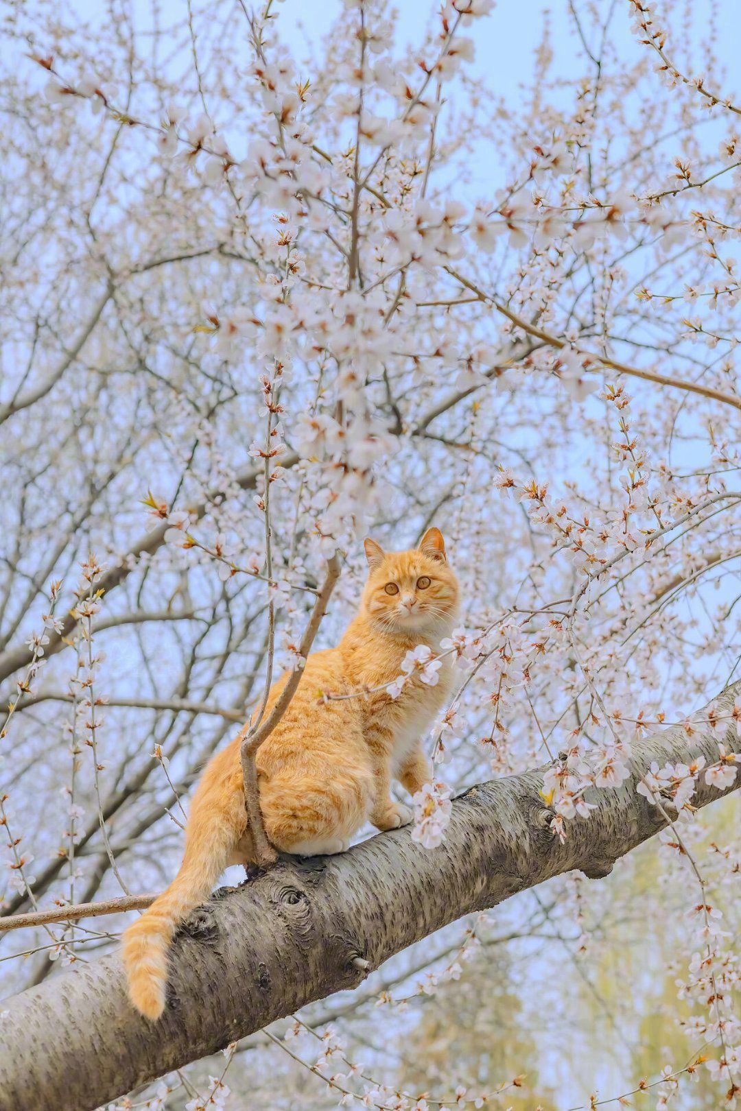 猫猫🐱和繁花 