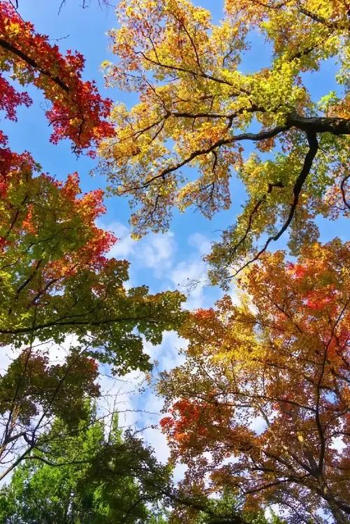 秋意渐浓，树影婆娑，暖阳洒满林间。🍂🍁🍂抬头看天空，这么漂亮的树景必须懂得