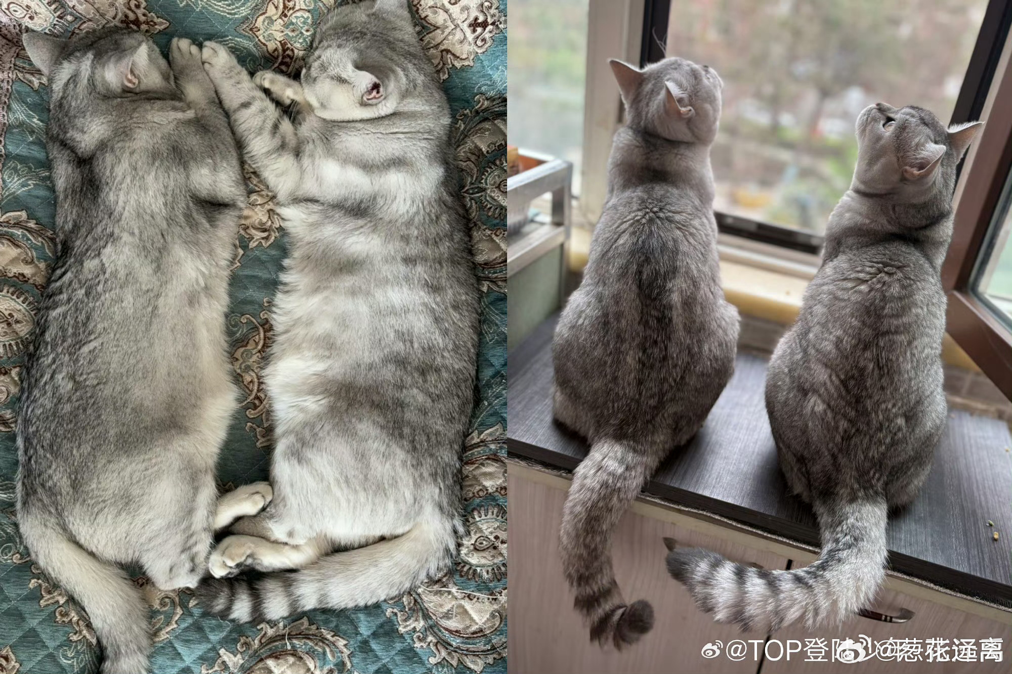 俩猫半斤八两谁也别说谁胖了