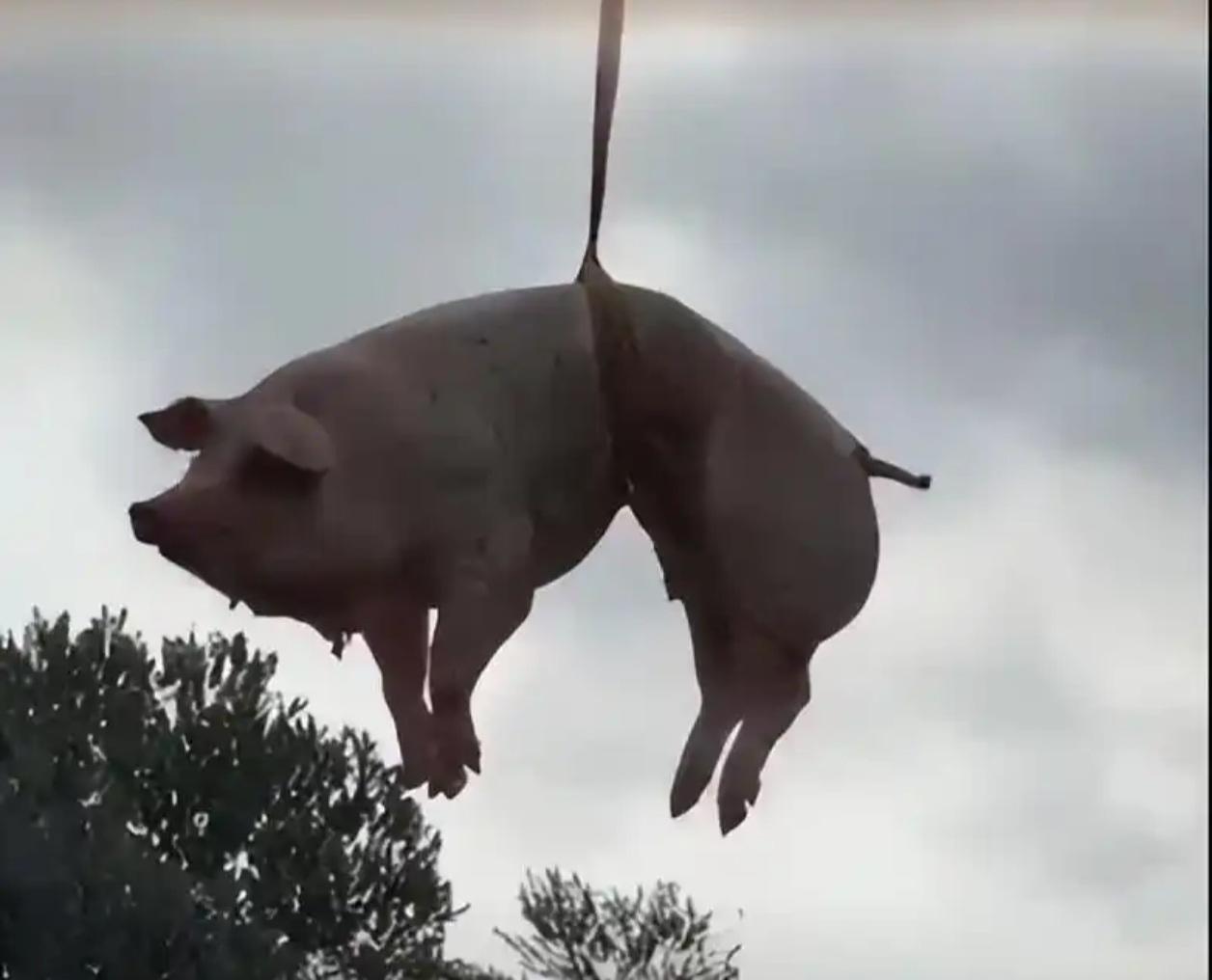 无人机吊祭品惊呆网友！广东梅州硬核祭祖现场，猪羊“坐飞机”上山

“这年头，猪都