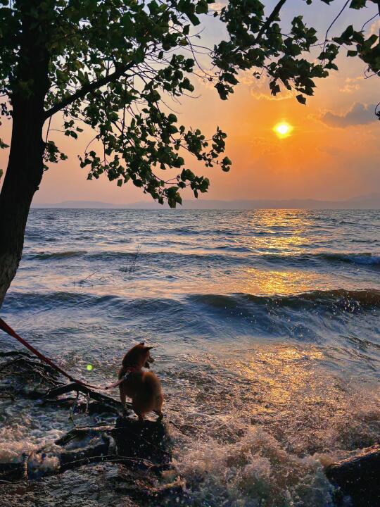 和小狗一起看滇池的落日🌅