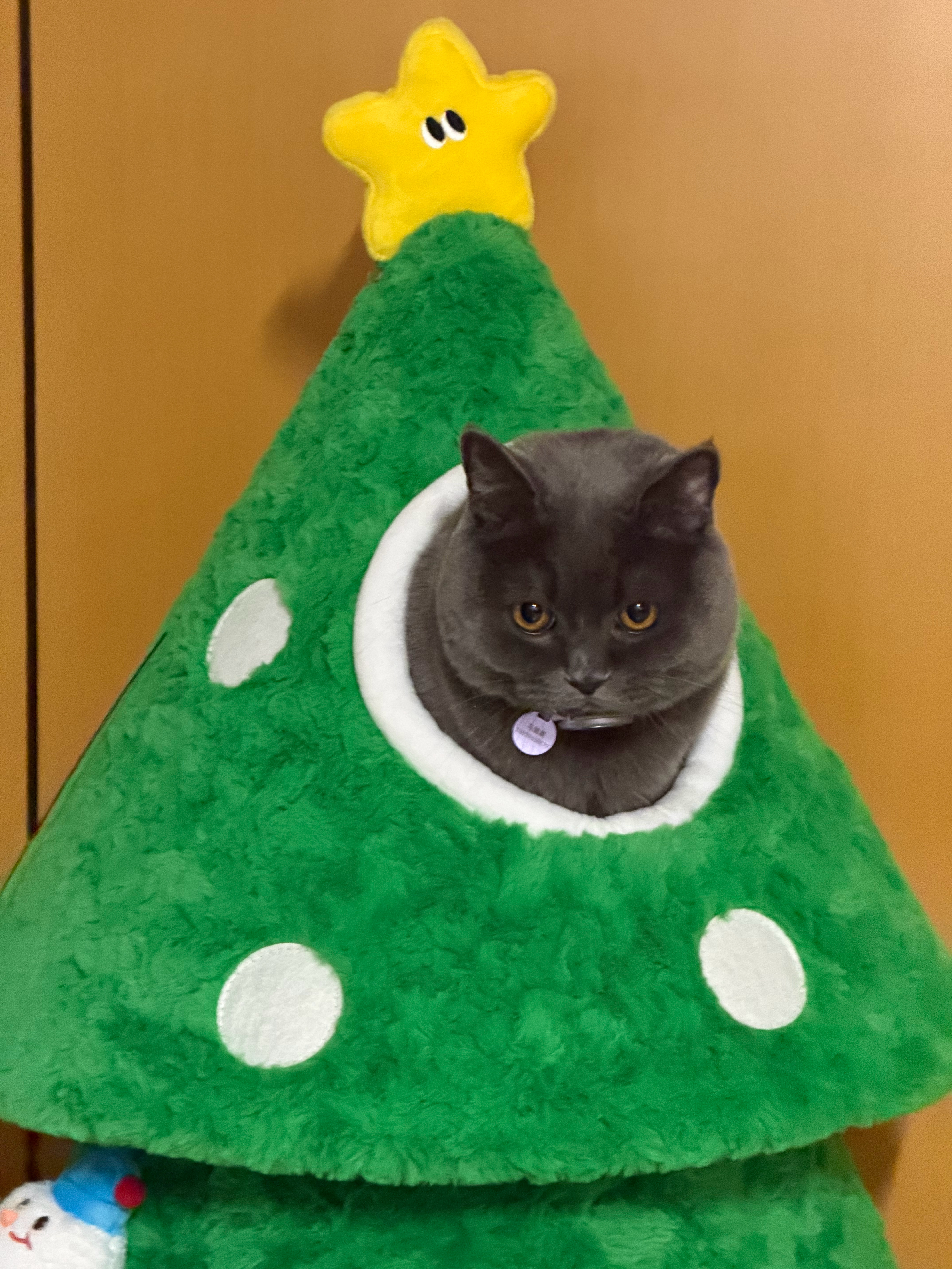 天啦噜 谁的猫这么可爱 