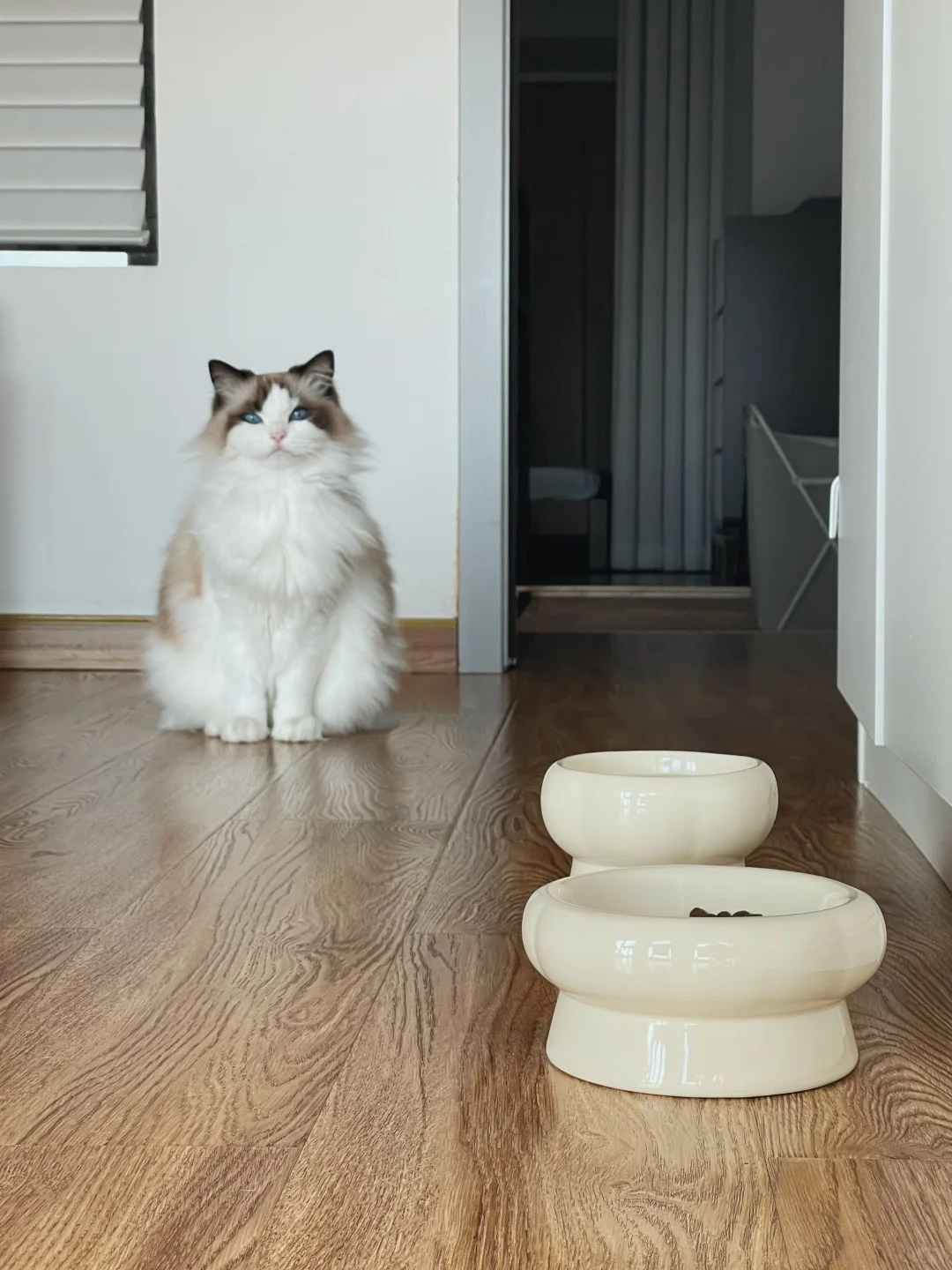 有没有那种一看就是小女孩的猫🤎