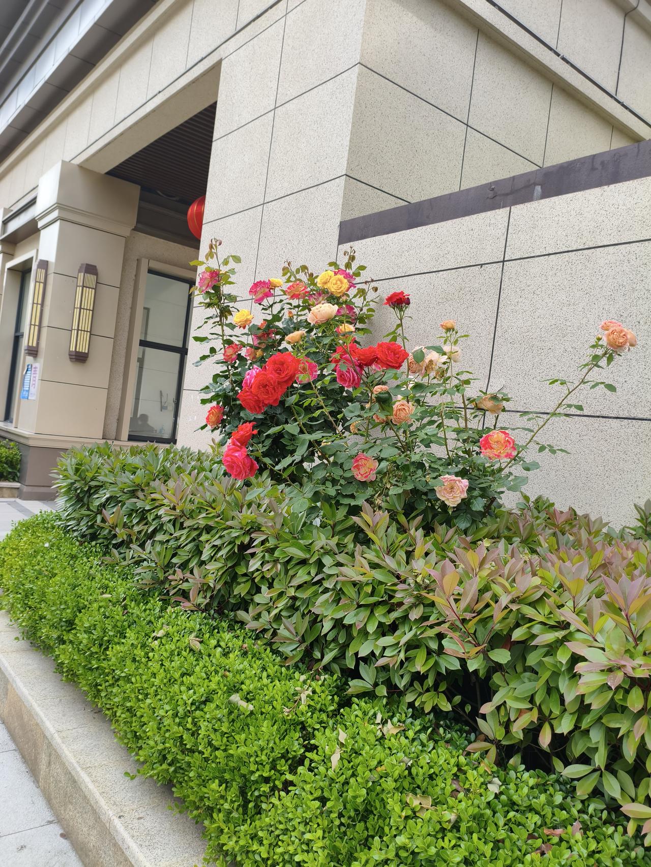 月季花开四季长，常见常观似寻常。
今朝闲步小区中，眼前景致忽异样。
随手拍下三张