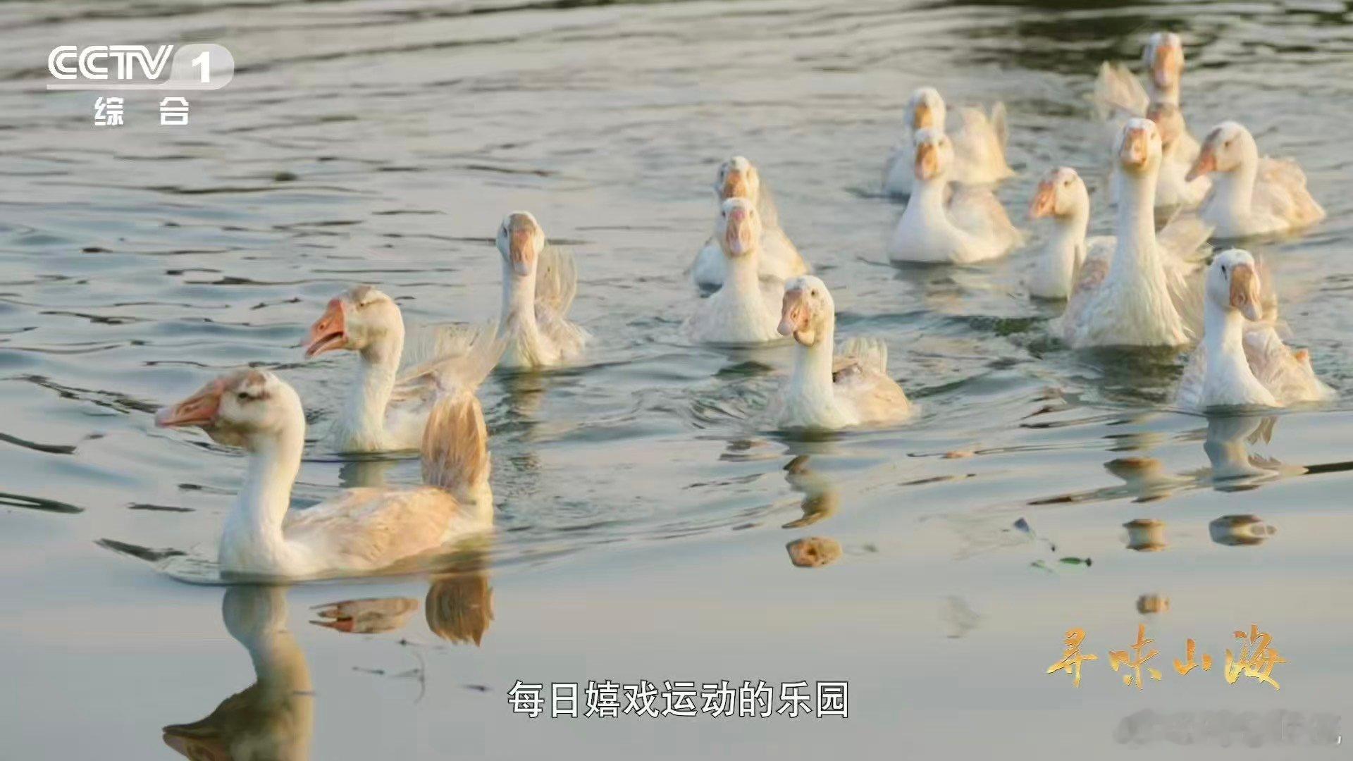 一口就香迷糊的天花板下饭菜仔姜烧鹅随机馋哭一位游客一口入魂，香到跺脚！没人能拒绝