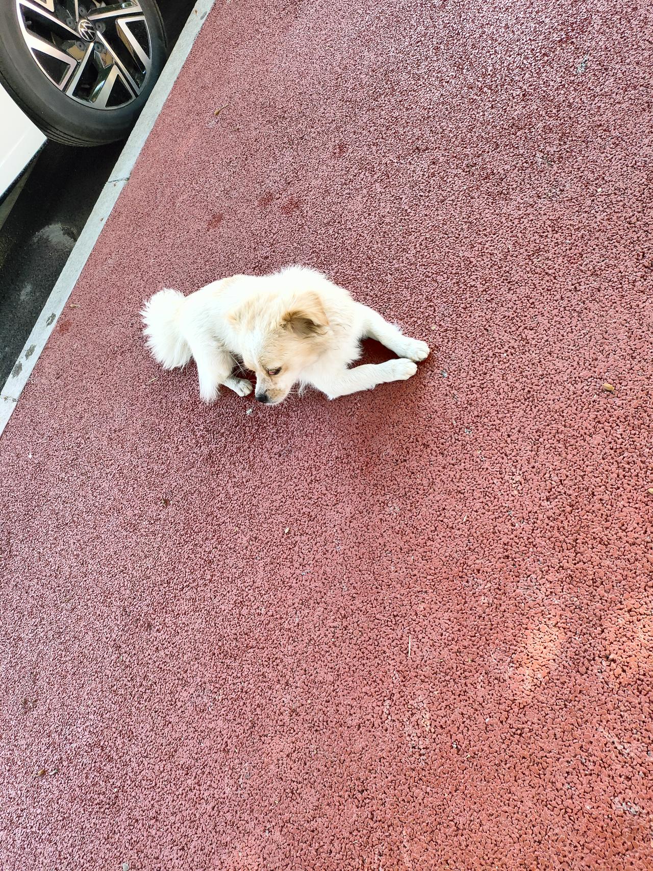 晒一下你家萌宠日常阳光铺满红色步道，咱家小黄乖乖站在路边，摇着蓬松尾巴望向我，眼