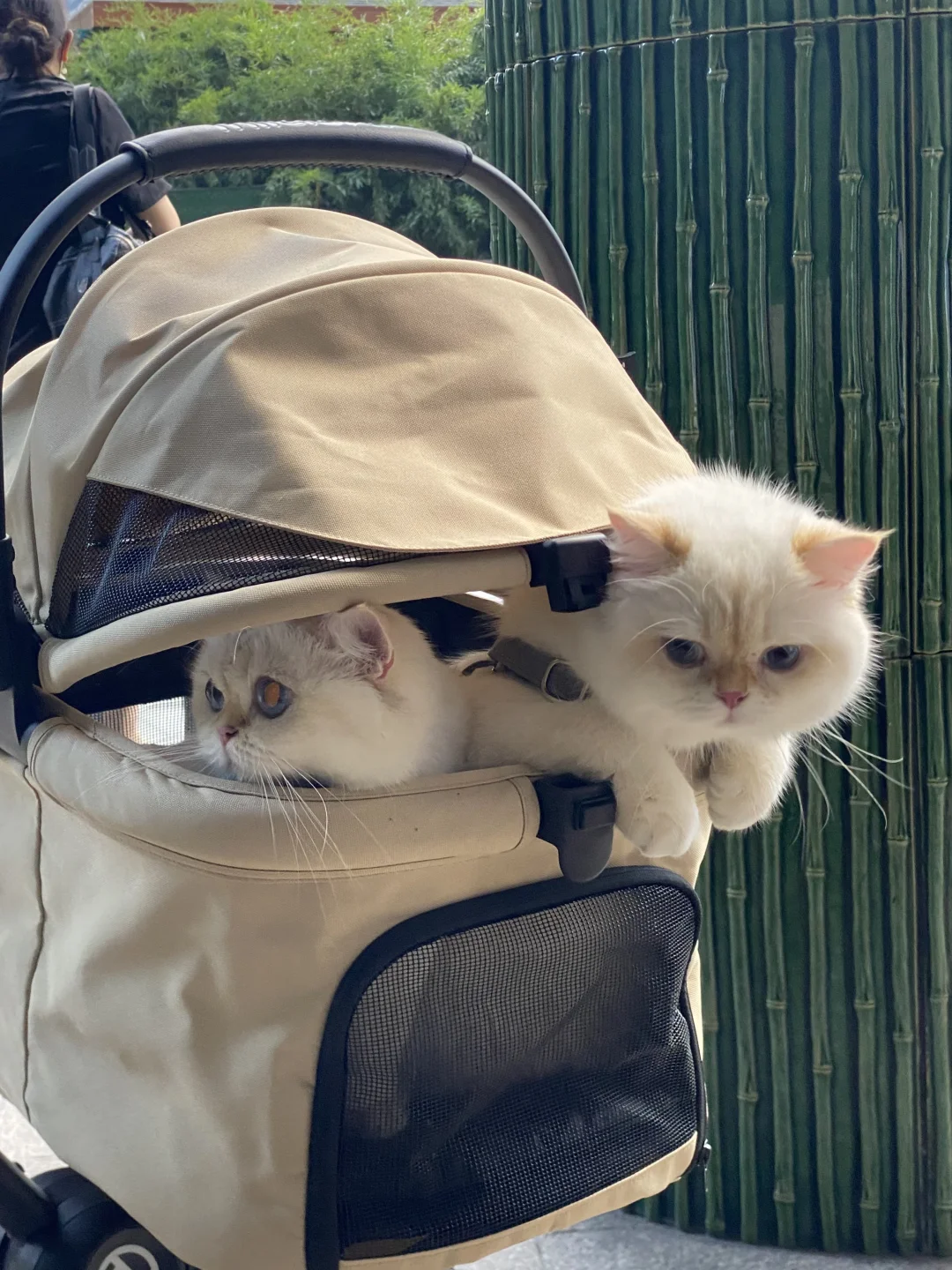 差点因为出门应激丢猫，还好有了它…