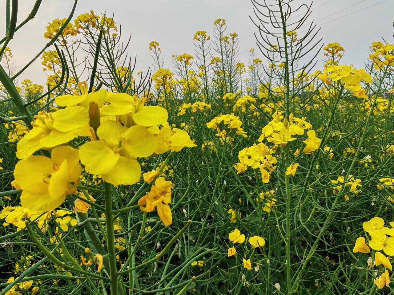 春日生活打卡季