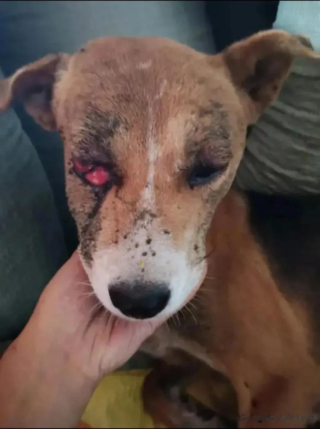 不起眼土狗以身挡灾，谁还敢说田园犬不值一提？
 
市面上各类血统纯正的宠物犬常年