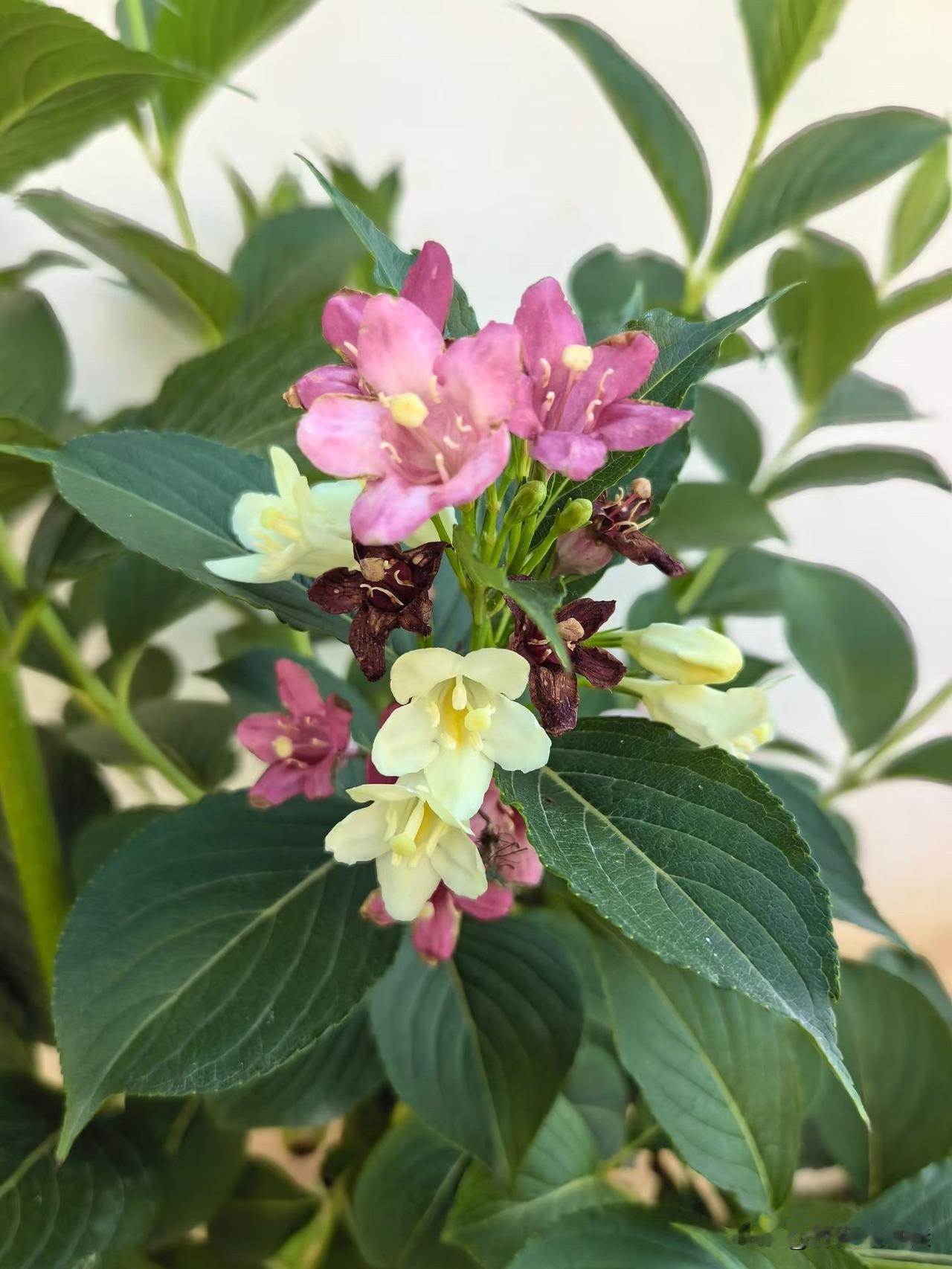 昨天被麦德龙售货员鄙视了[发怒][发怒][发怒]
我发誓再也不去麦德龙了，昨天带