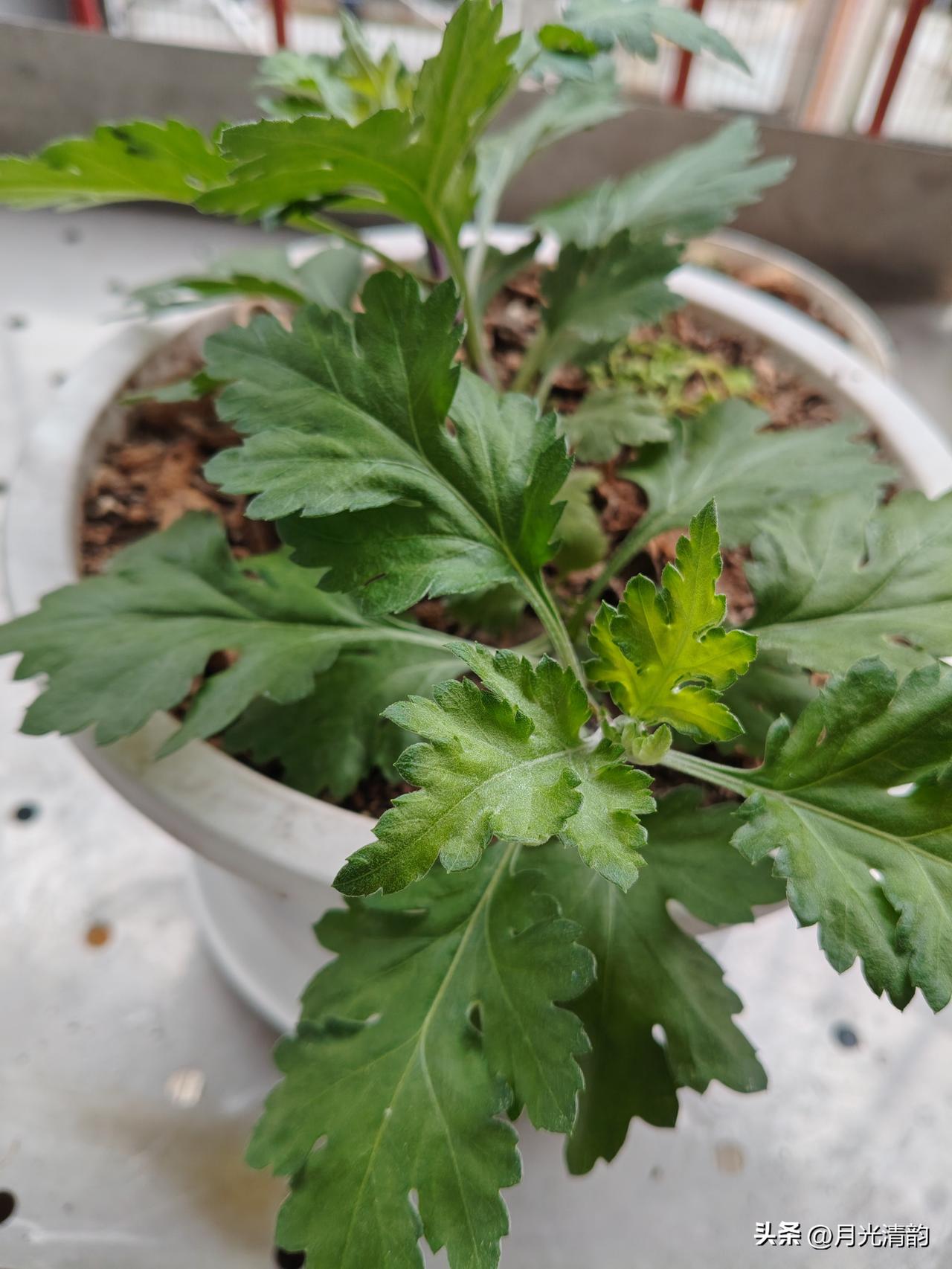 如此循环了三、四年，目前长势还算可以，希望今年能顺利的熬过夏天，秋天能看到期待已