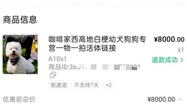 8000元宠物狗仅退款！为何还要奔波600公里？