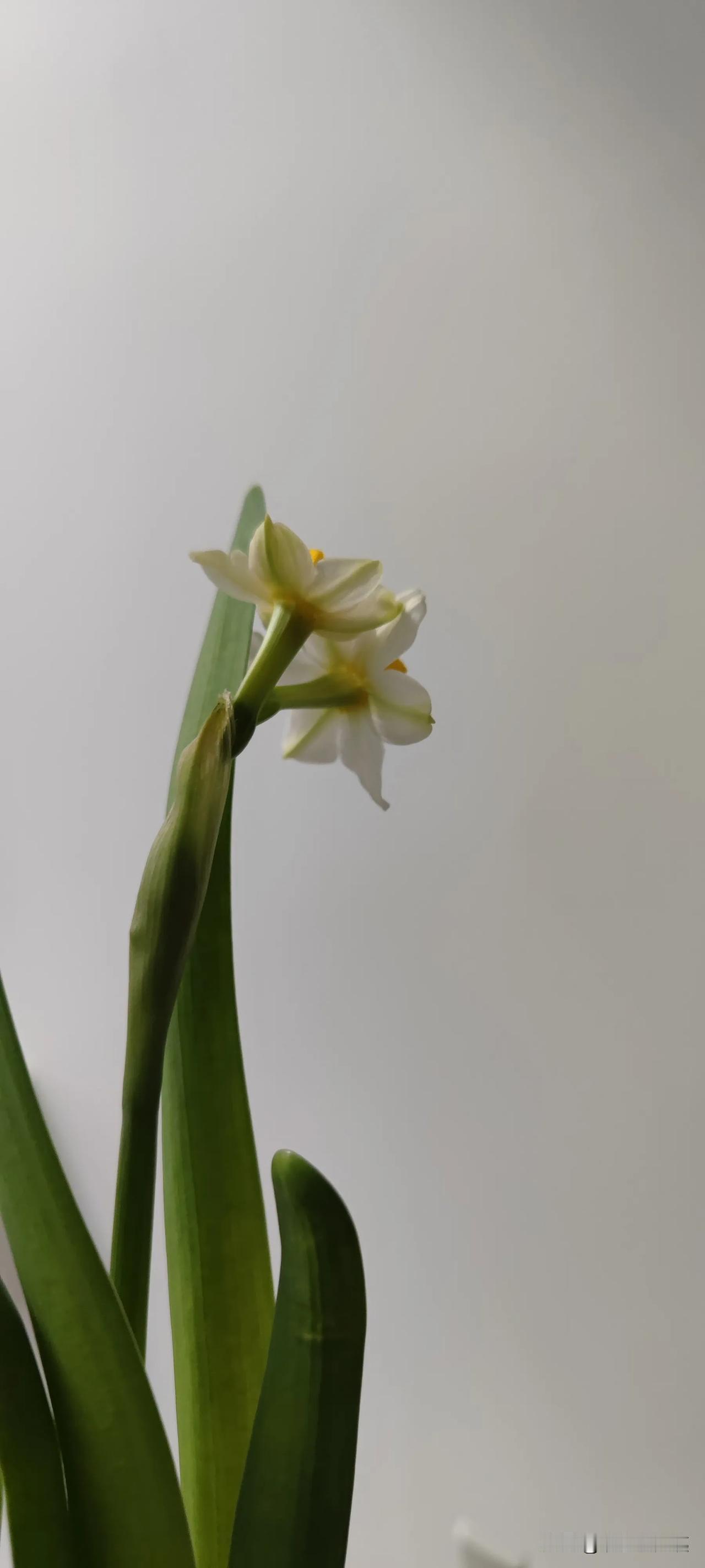 你看那株开得高的，简直是“社牛天花板”，踮着脚尖把脖子伸得老长，活像刚学会走路的