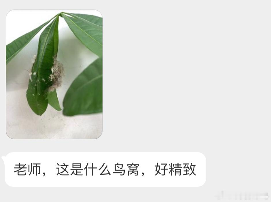 长尾缝叶莺的窝顾名思义，它们会把叶片缝起来然后在里面筑巢孵蛋🥚，就很隐蔽！ ​