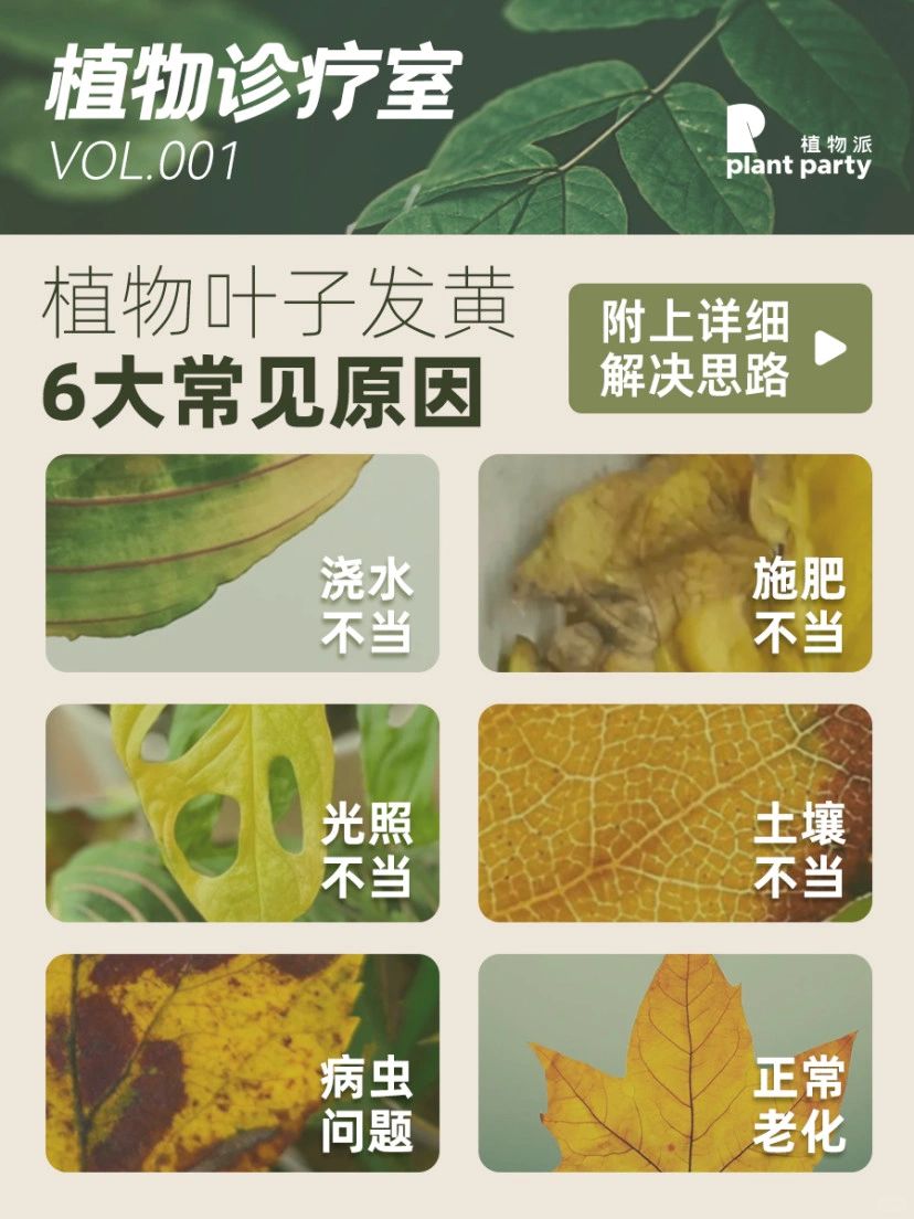 植物叶子发黄就是这几个原因了‼️附解决方案
