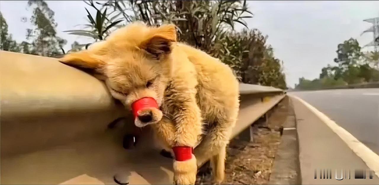 要么不养，要么不弃，
这样狠心为哪般？
我个人一直不赞成养宠物，
无论是宠物狗还