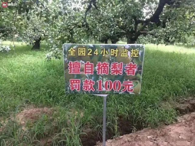 我没有摘，就是没有摘，你来打我呀[捂脸][捂脸]