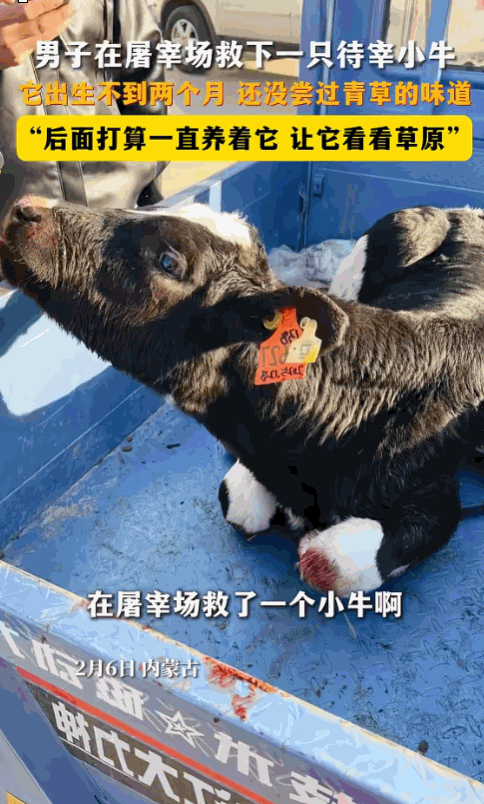 泪目！内蒙古，一男子去屠宰场买牛肉时，意外发现角落里有只小牛在不断颤抖，眼睛里全