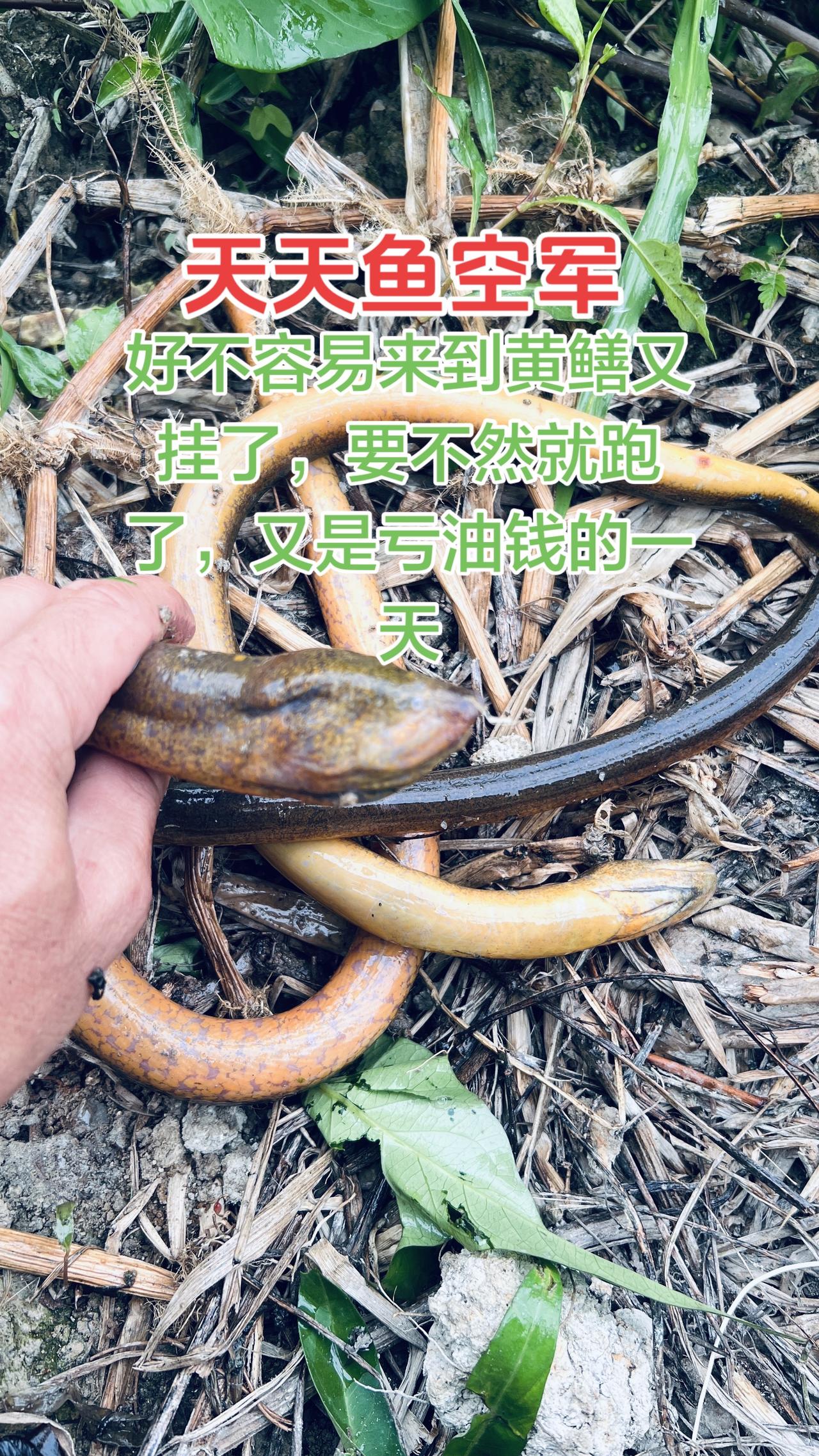 20天了，终于来黄鳝了，要不然就是跑了，要不然就是挂钩了，要不然网就被人家偷了。