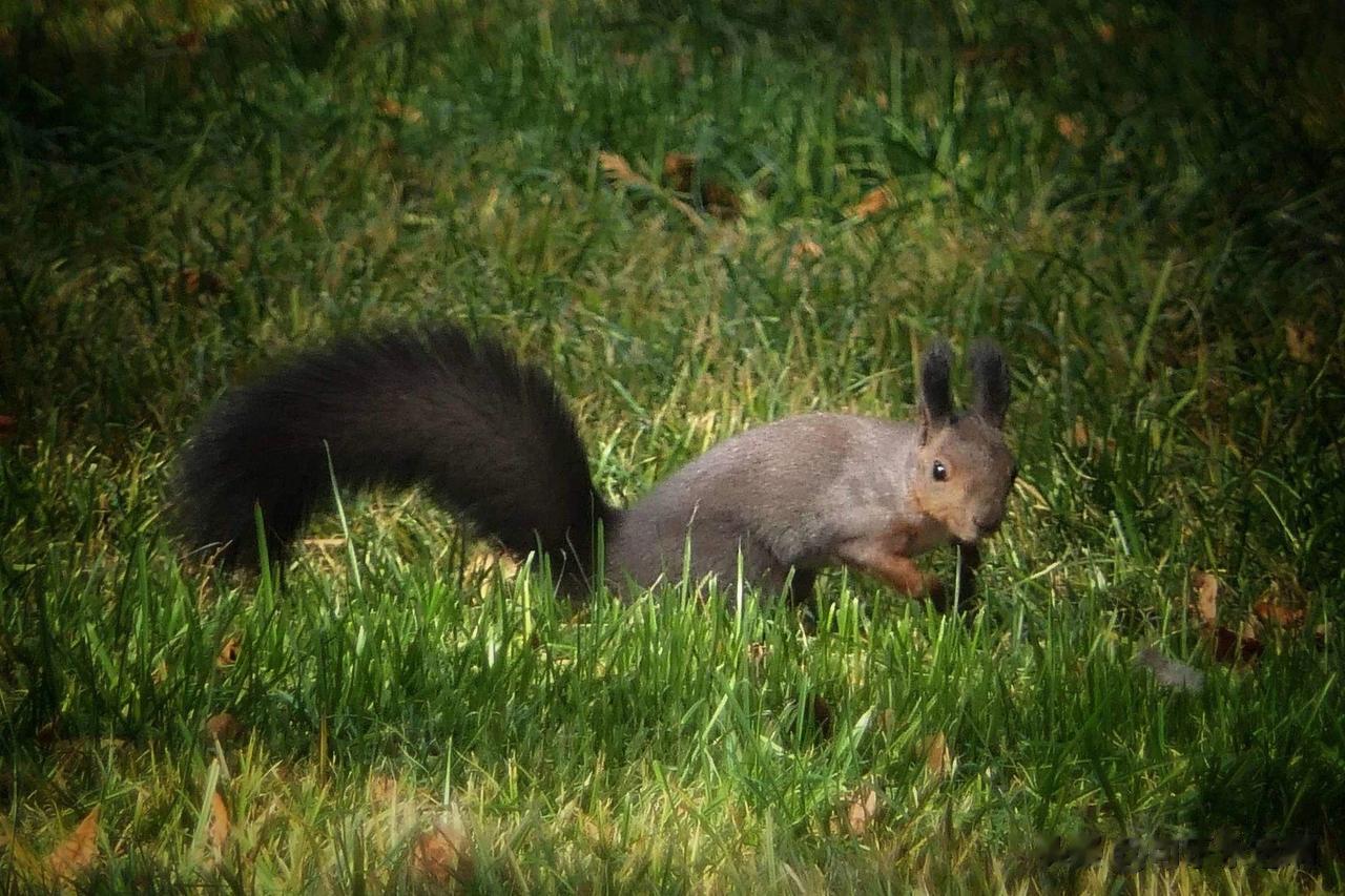 秋季，天坛公园里生活的松鼠开始忙碌起来，松鼠在挑选核桃树上成熟的核桃，把它们埋藏