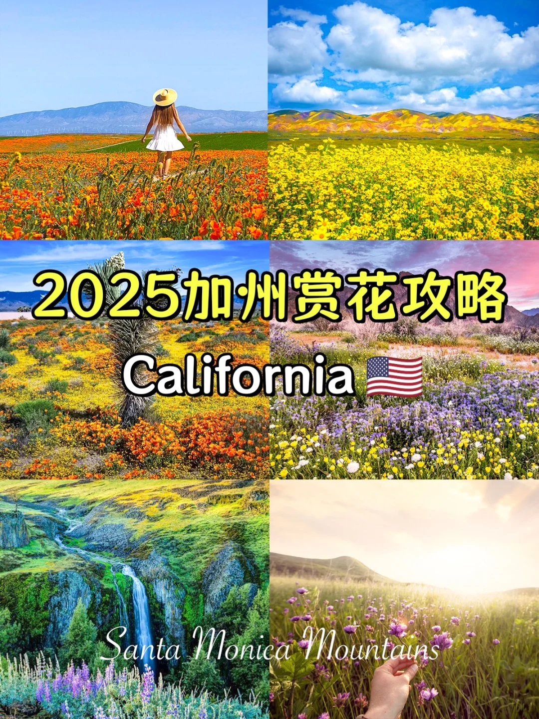 2025加州赏花攻略｜拍照打卡必收藏📸🌺