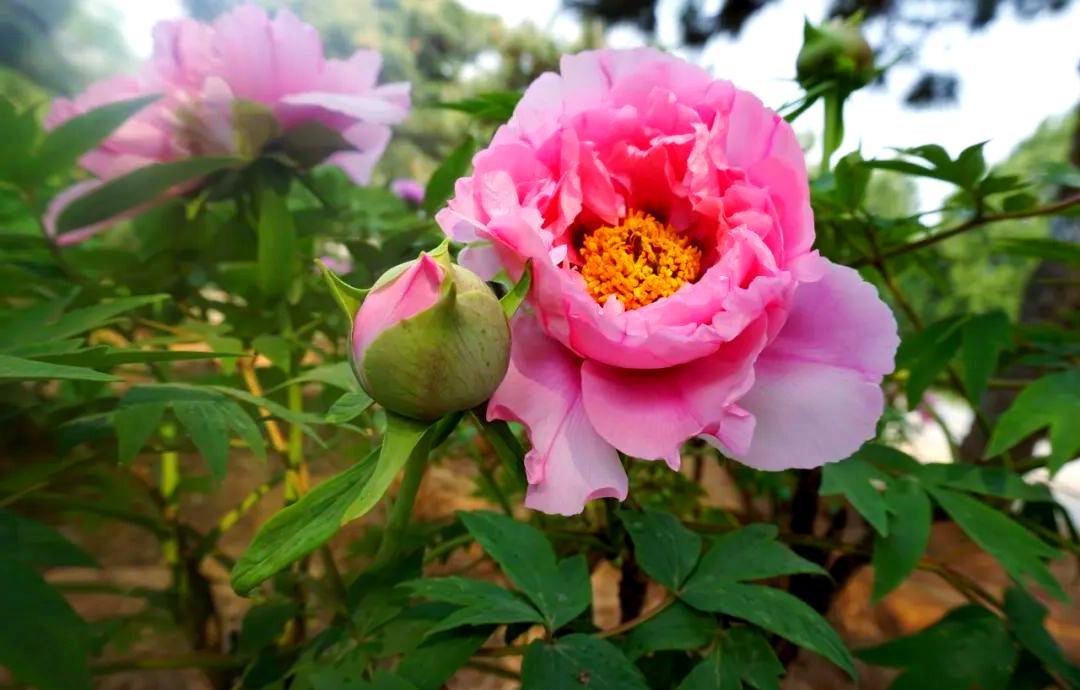 下联：岁岁牡丹映西山
赏析：这幅下联“岁岁牡丹映西山”与上联“朝朝旭日出东海”形