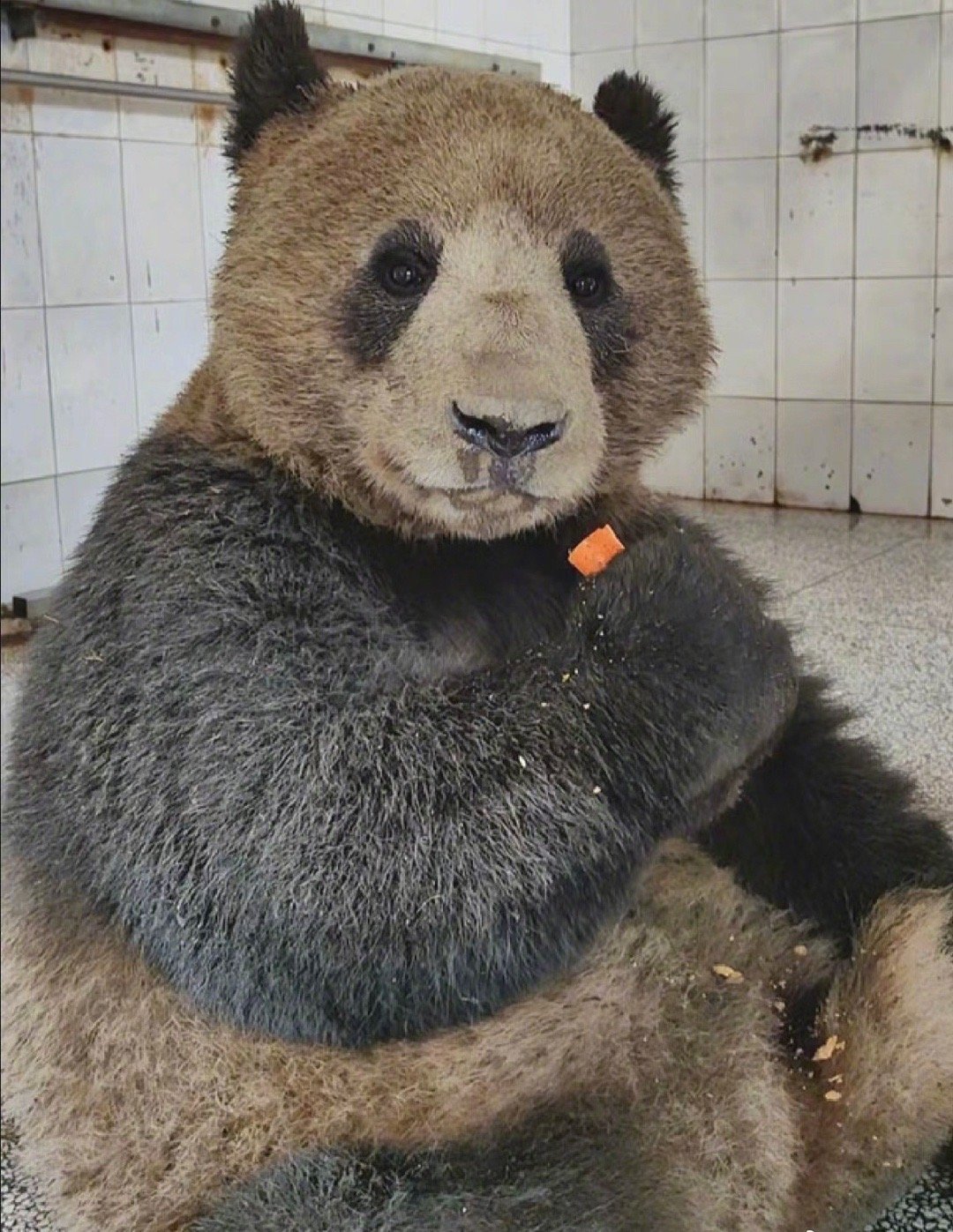 哈哈哈哈哈救救我的笑点，第一次见这么“埋汰”的大熊猫 ​ ​​​