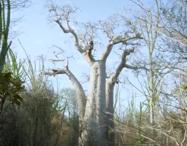 非洲草原藏着一种逆天的神奇大树，模样像倒栽进泥土里，被当地人尊为“生命之树”。它