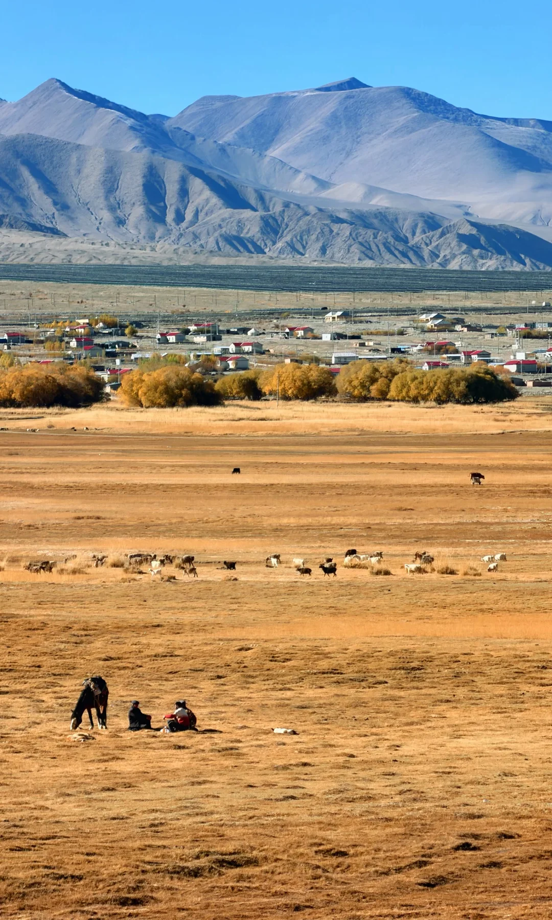 全屏live | 实拍南疆的秋天已经杀疯了‼️‼️