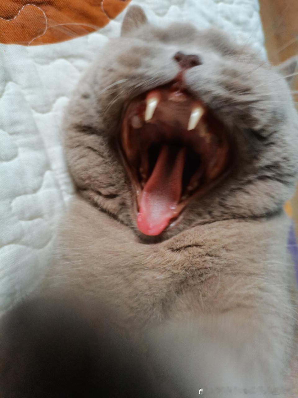 49407【丑猫】哥斯拉发射原子射线 