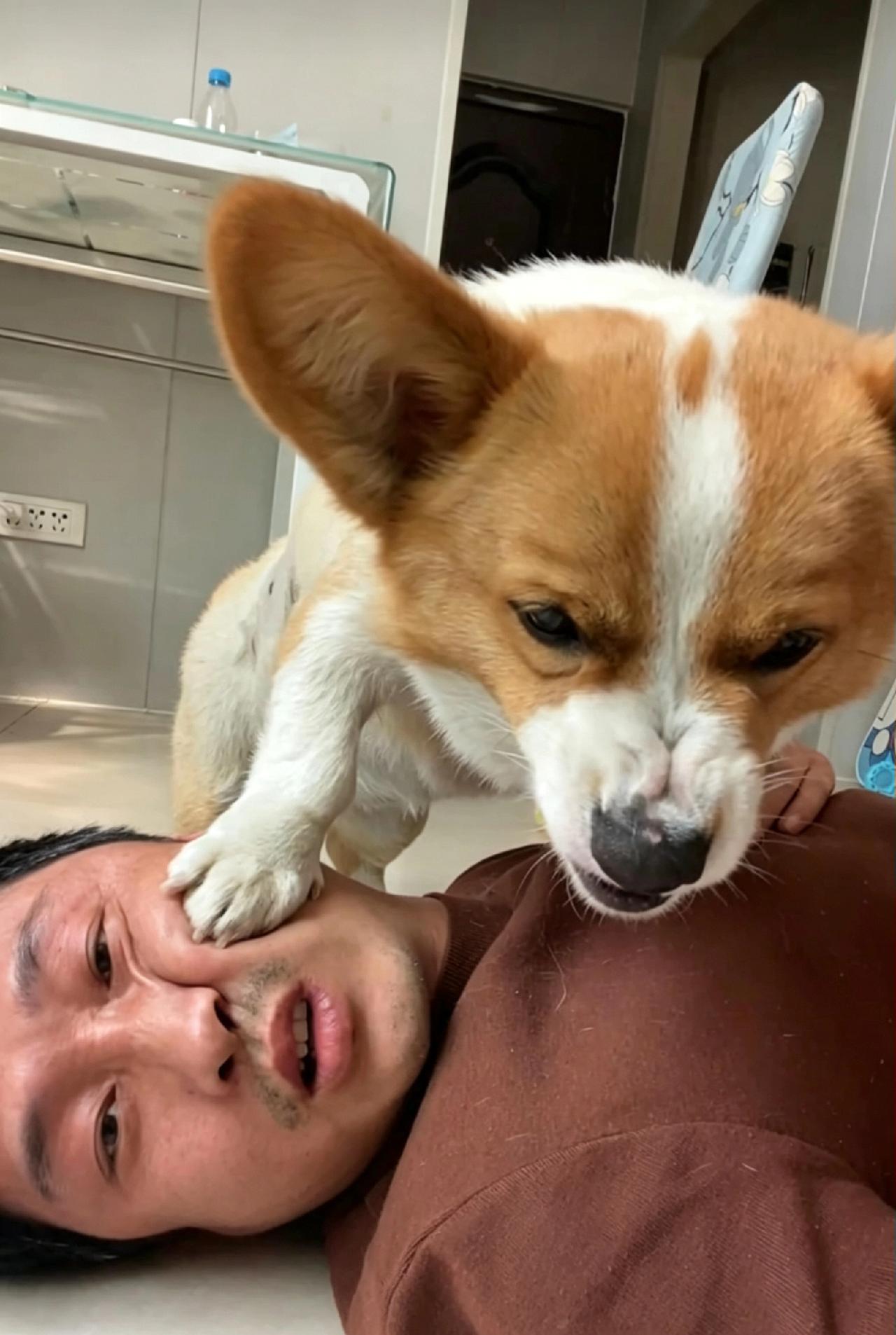 双向奔赴之“我不怕狗，它也不怕我”。

刷到一博主视频，身强体壮的大老爷们被柯基