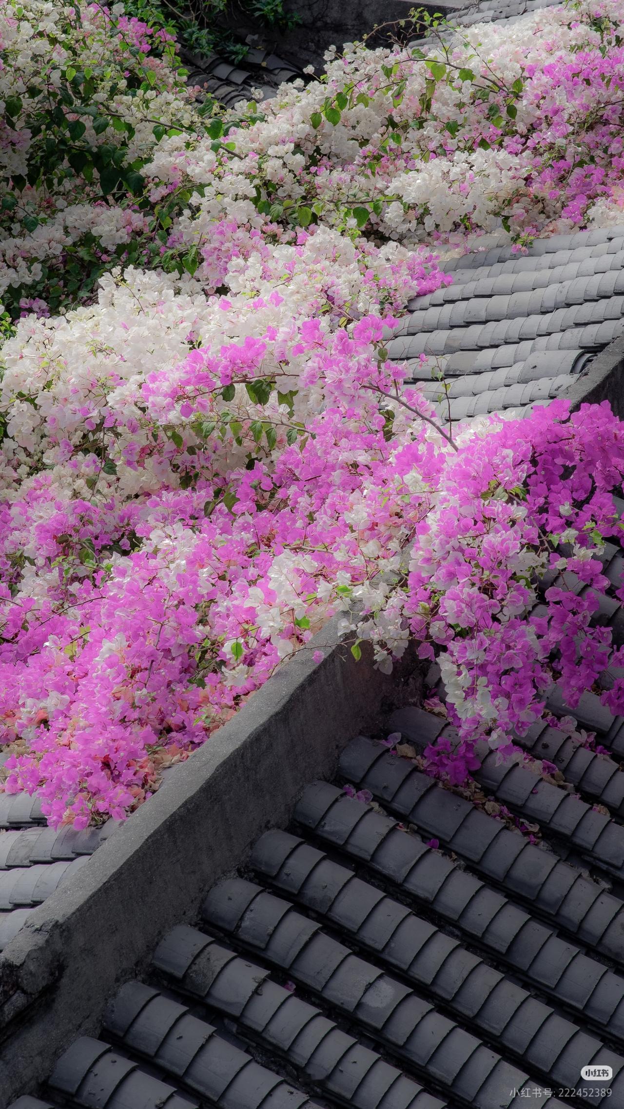 到底谁懂园博园里的真江南啊！

📍：深圳园博园；
春日限定三角梅瀑布倾泻而下！