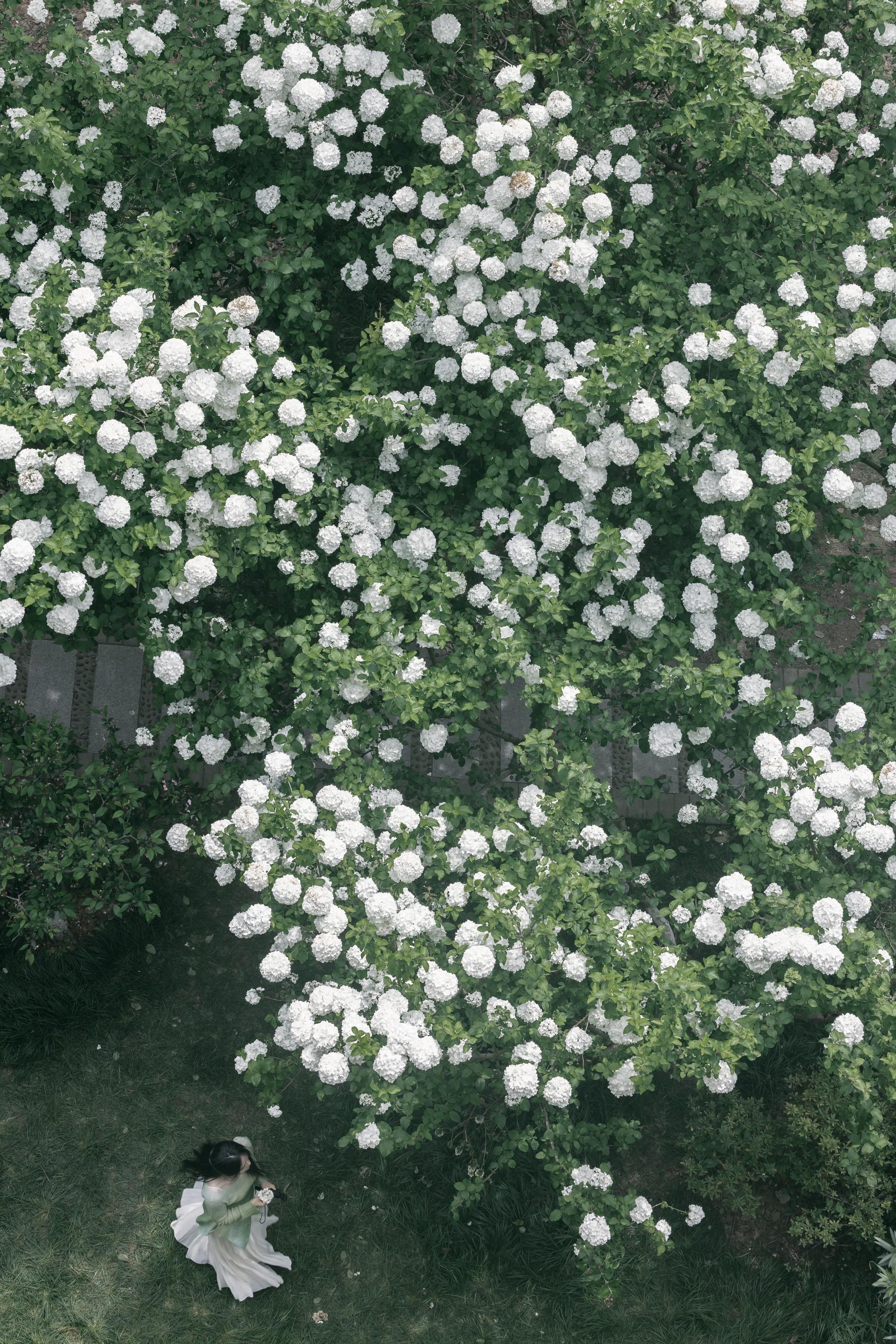 南京城墙下的白色木绣球开了，俯拍绝美。南京4月的浪漫是木绣球给的。纯白...